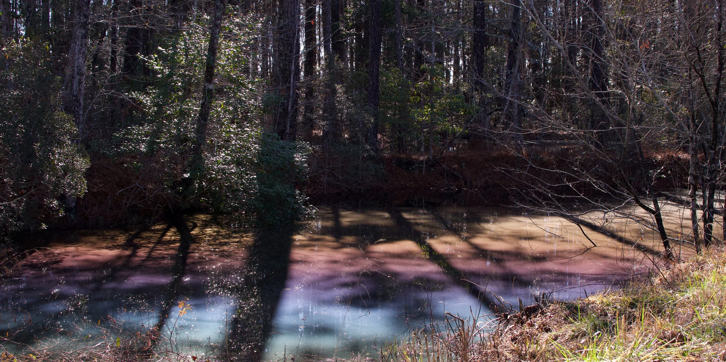 Rainbow Swamp at Alligator River! 