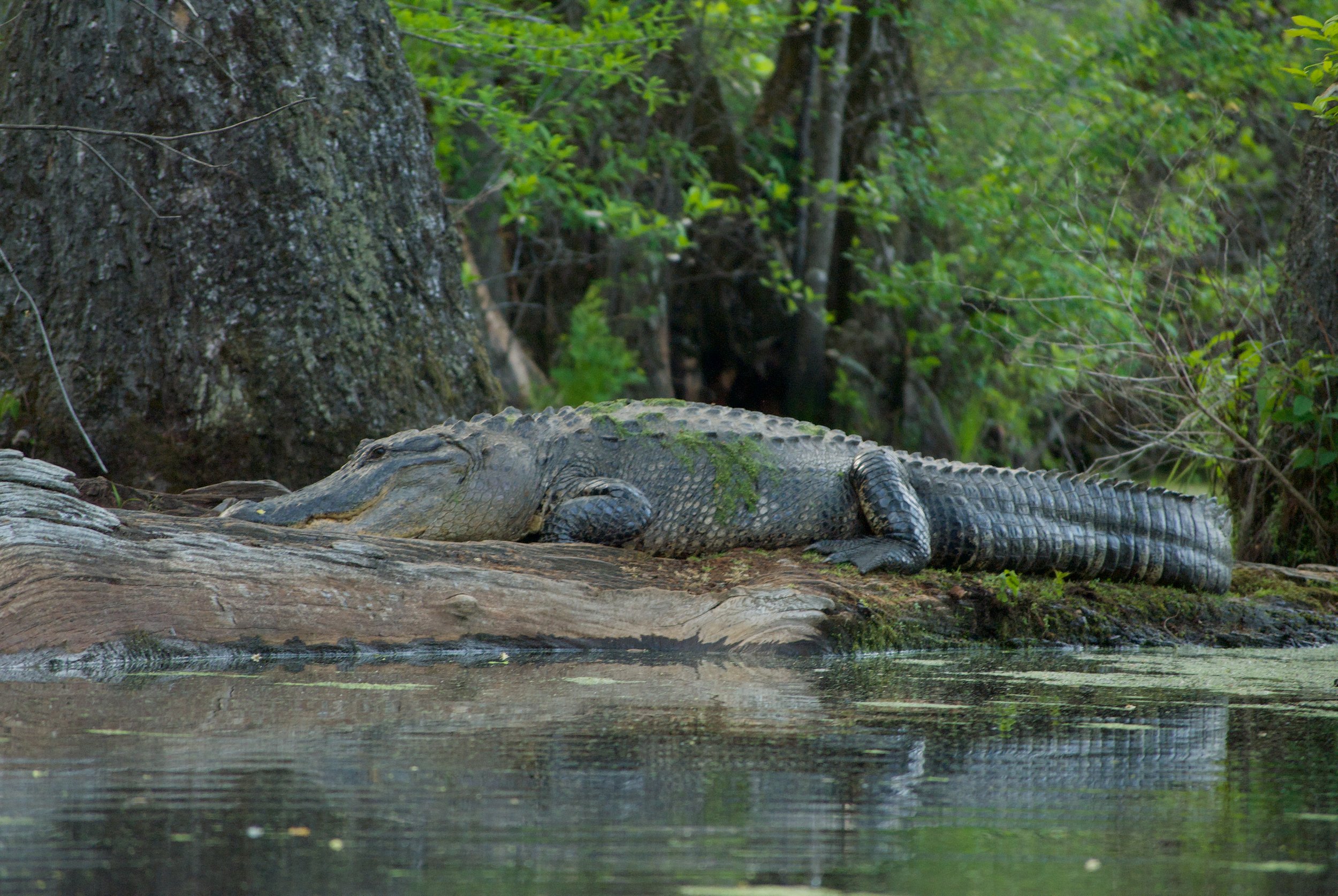 American Alligator
Merchant's Millpond State Park