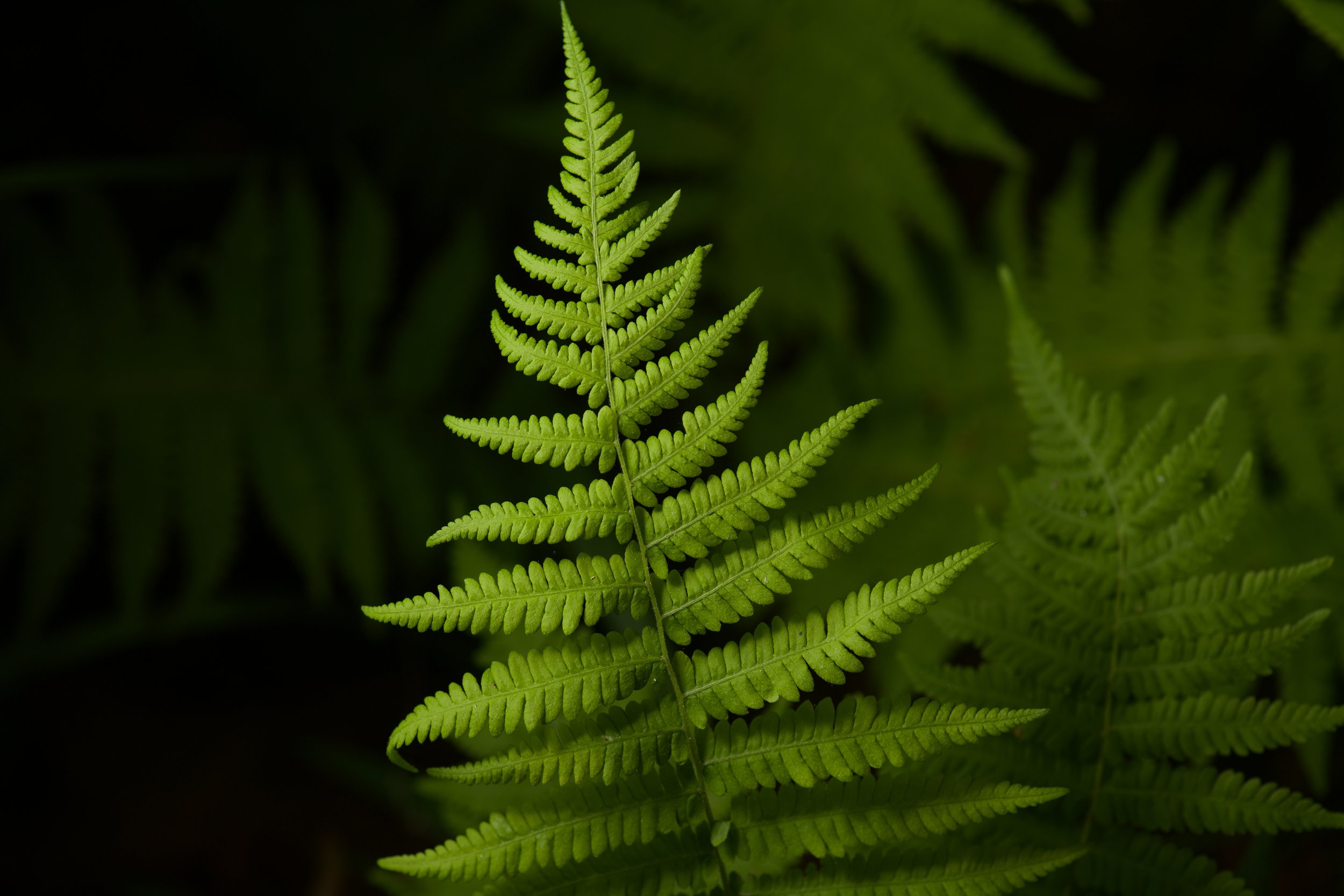 DSC_9537.jpg