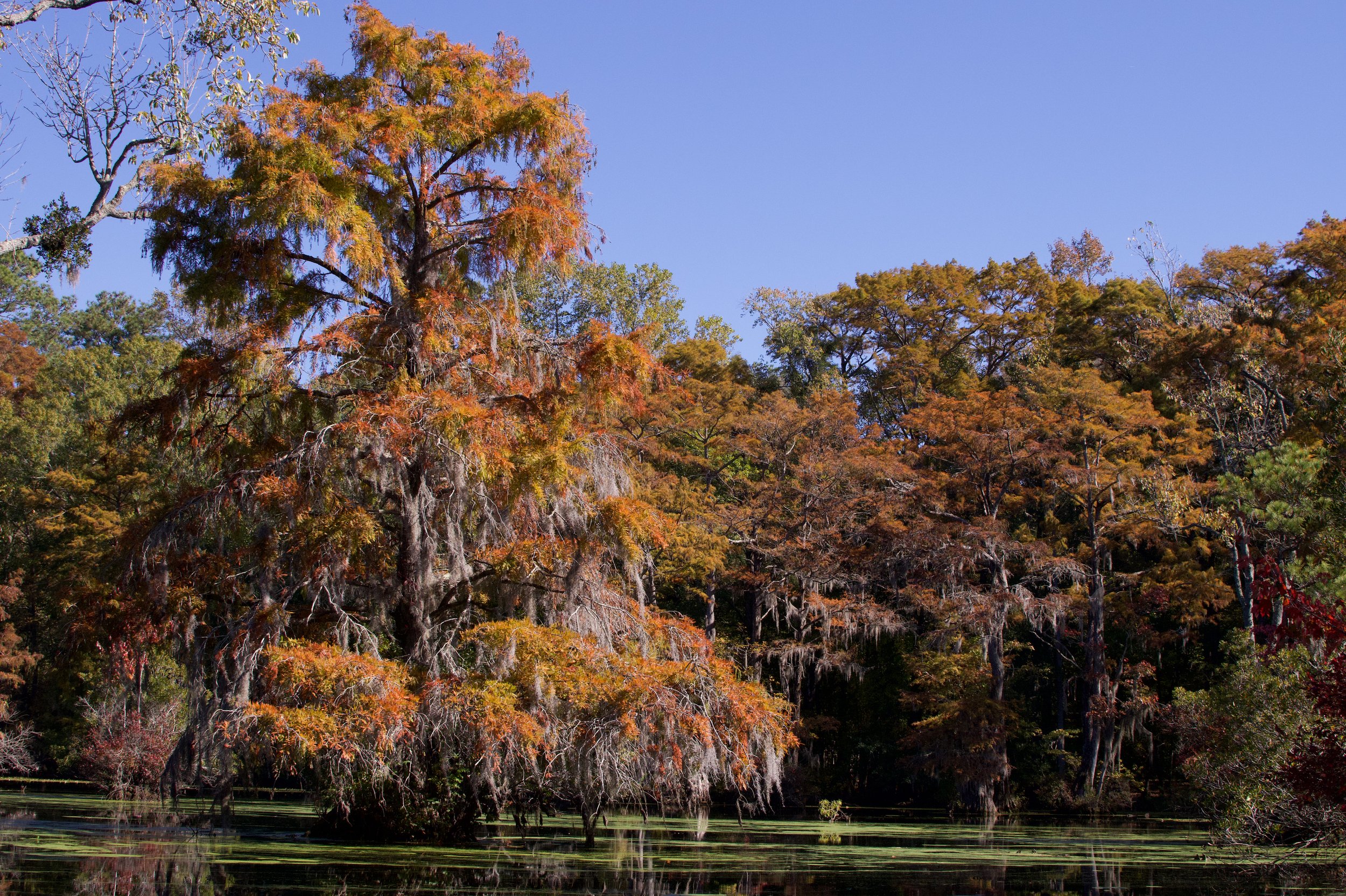 DSC_7373.jpg