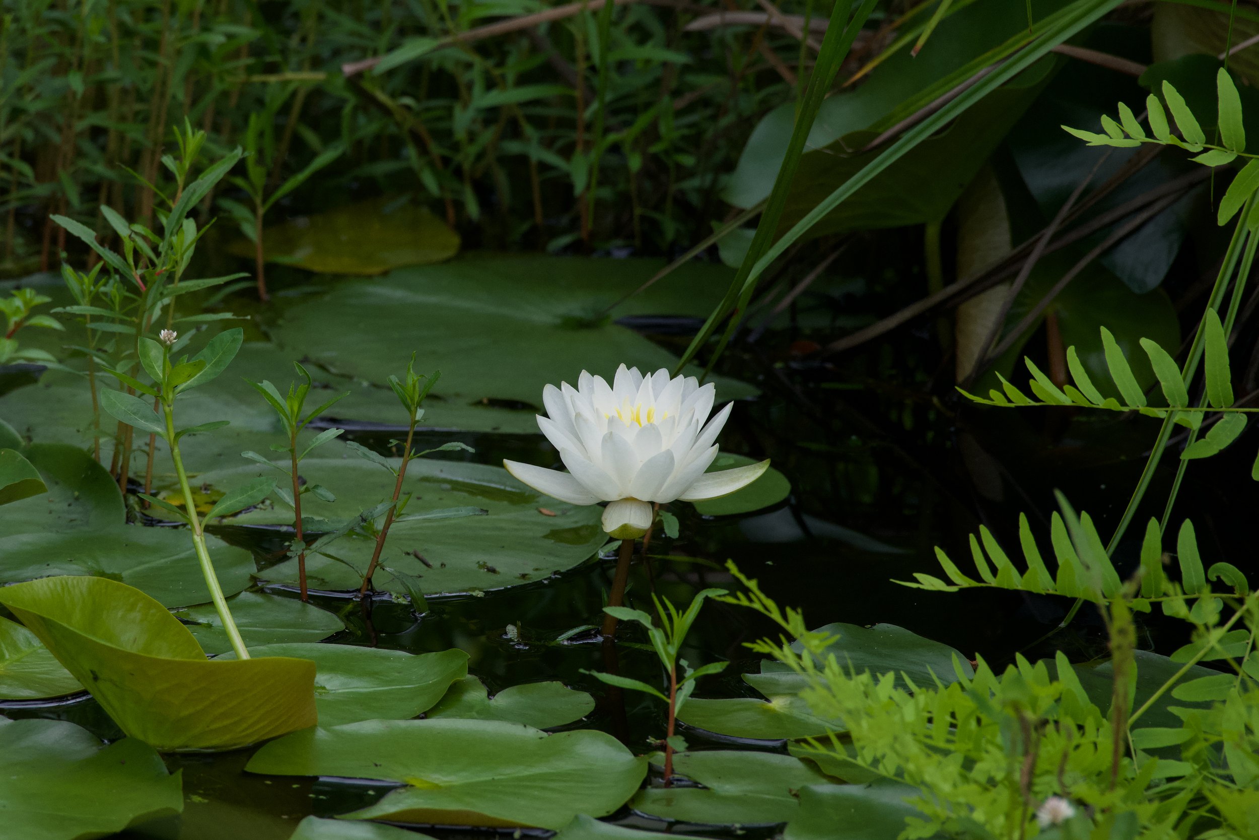 DSC_9780.jpg