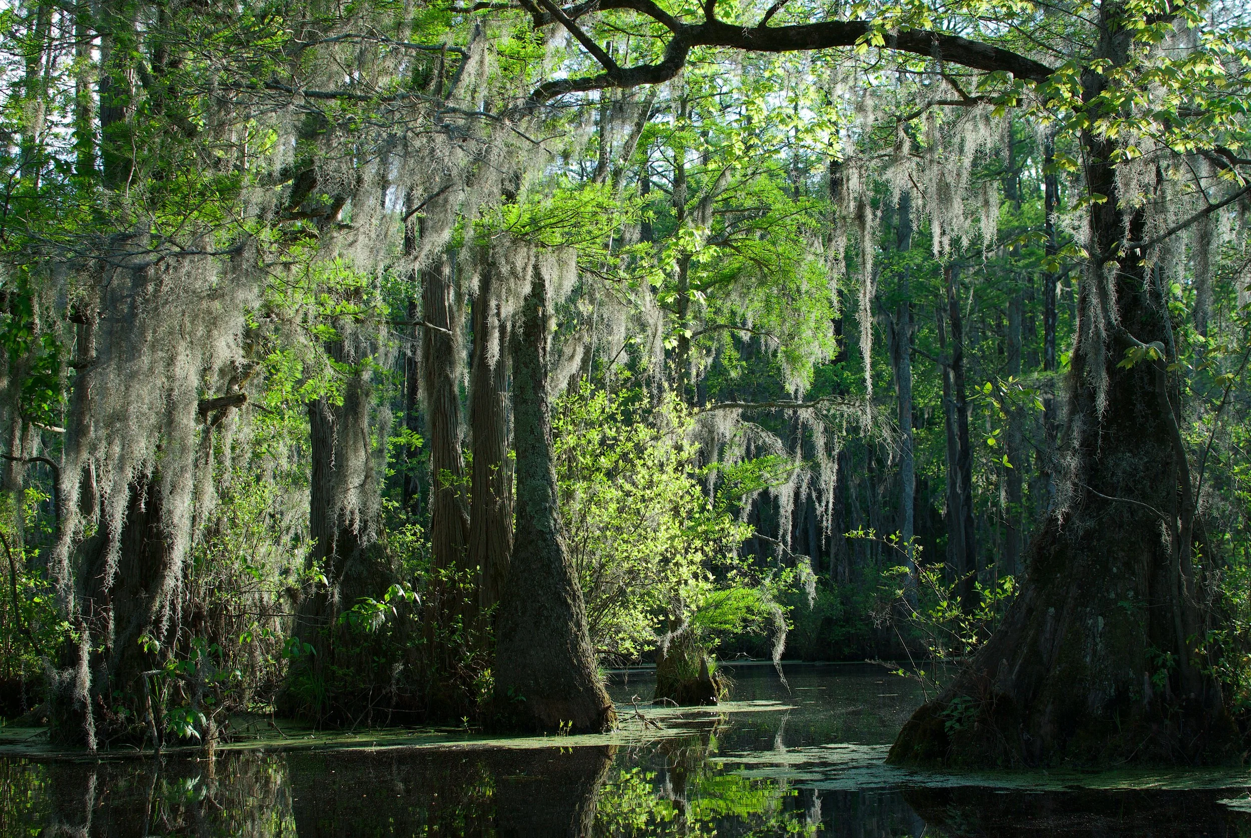The Other World
Merchant's Millpond State Park, NC
