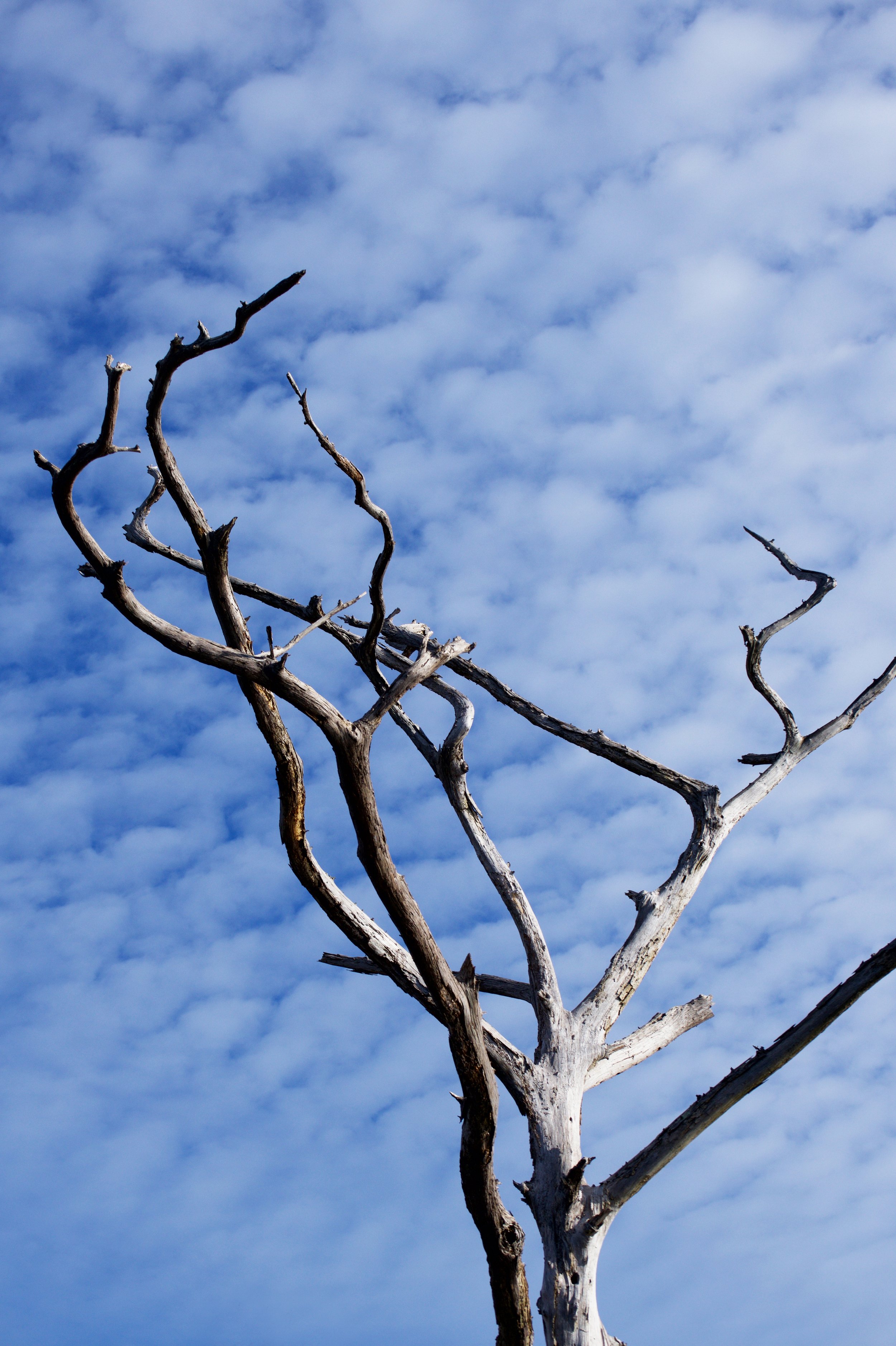 Barren Tree
Pasquotank River, North Carolina