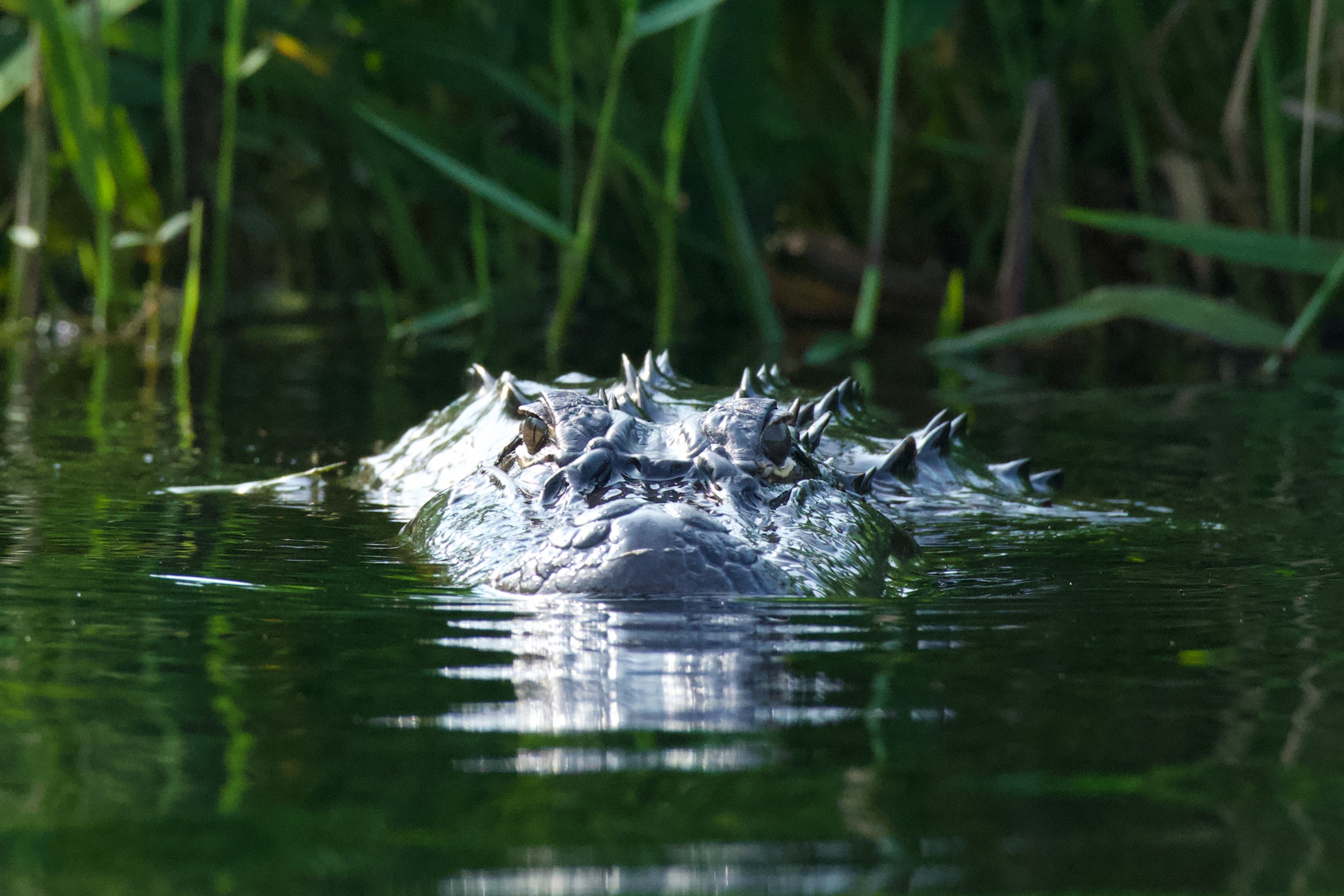 DSC_3167.jpg