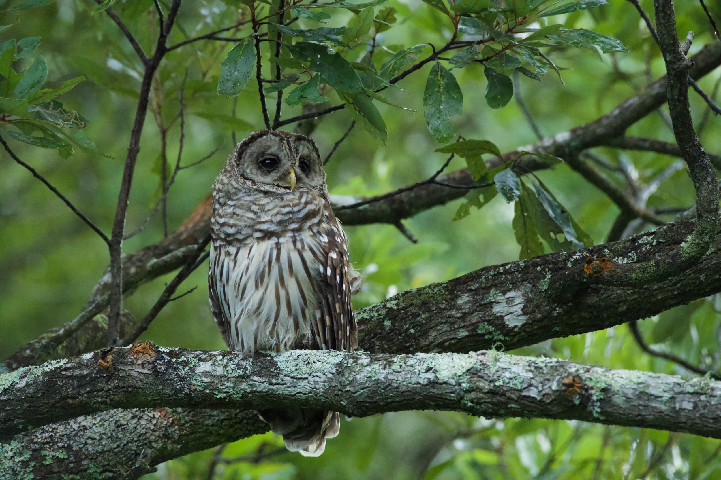 Barred Owl in Canopy
Alligator River National Wildlife Refuge
