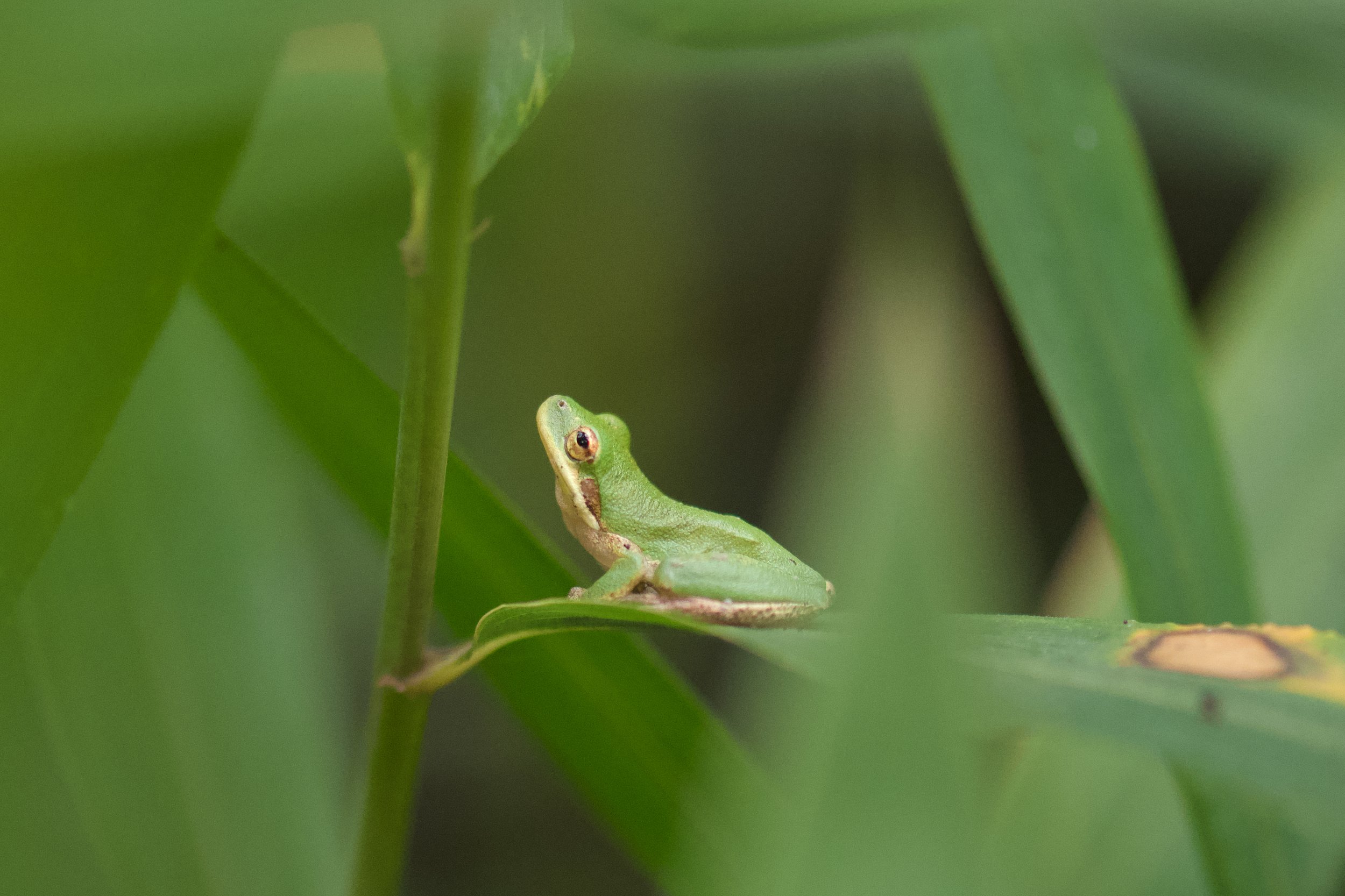 DSC_8294.jpg