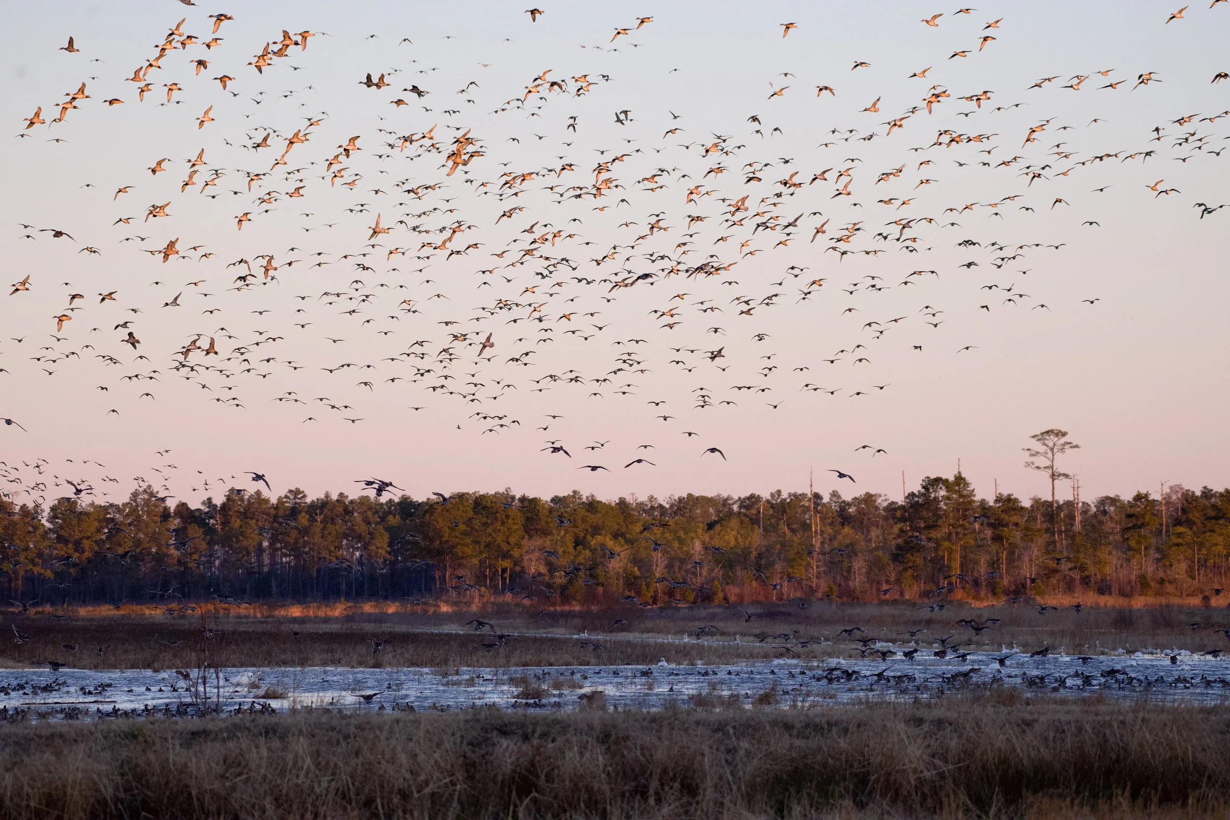 Avian Orchestra
Alligator River National Wildlife Refuge