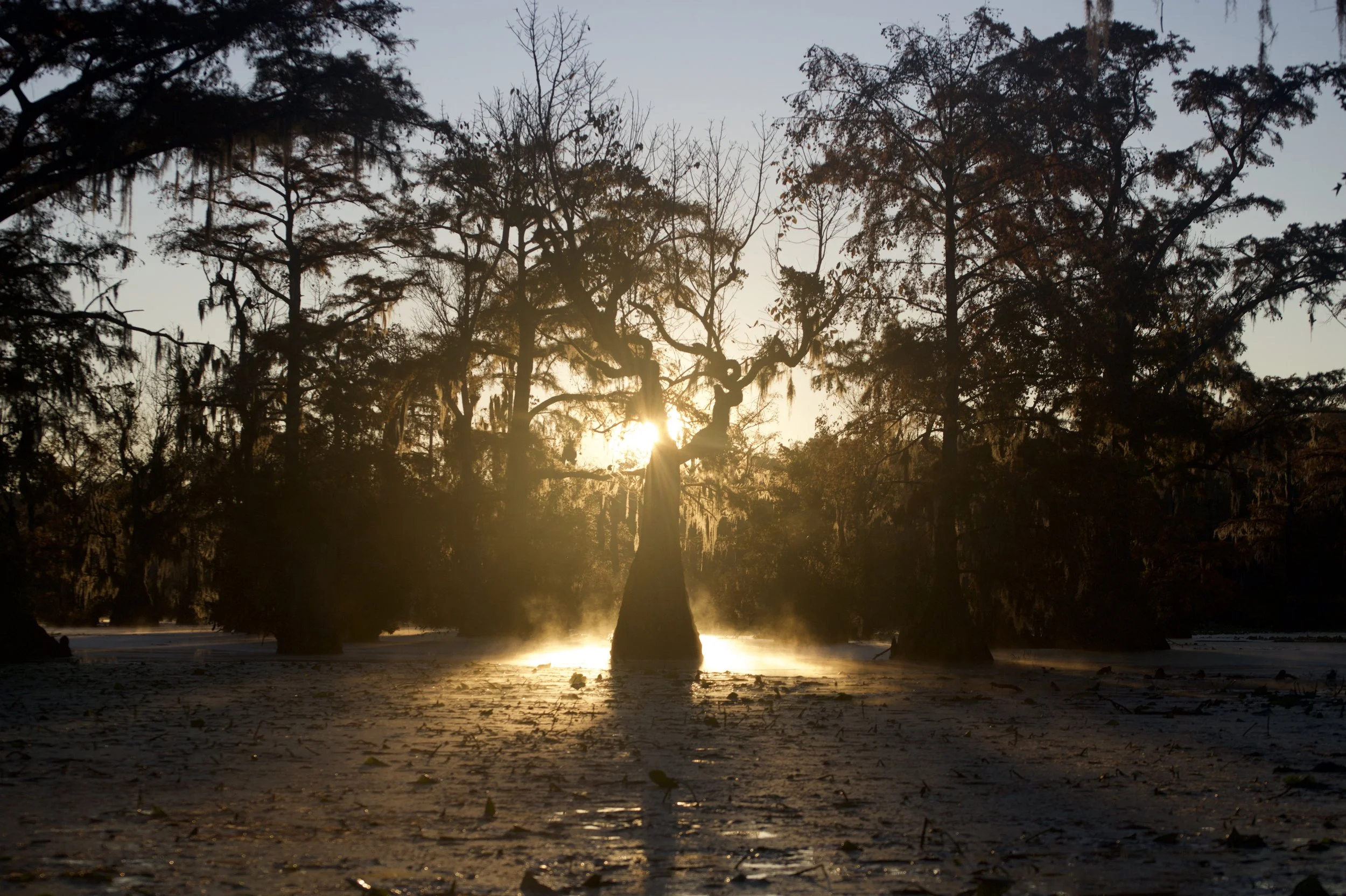 Sunlight on the Millpond
Gates County, North Carolina
