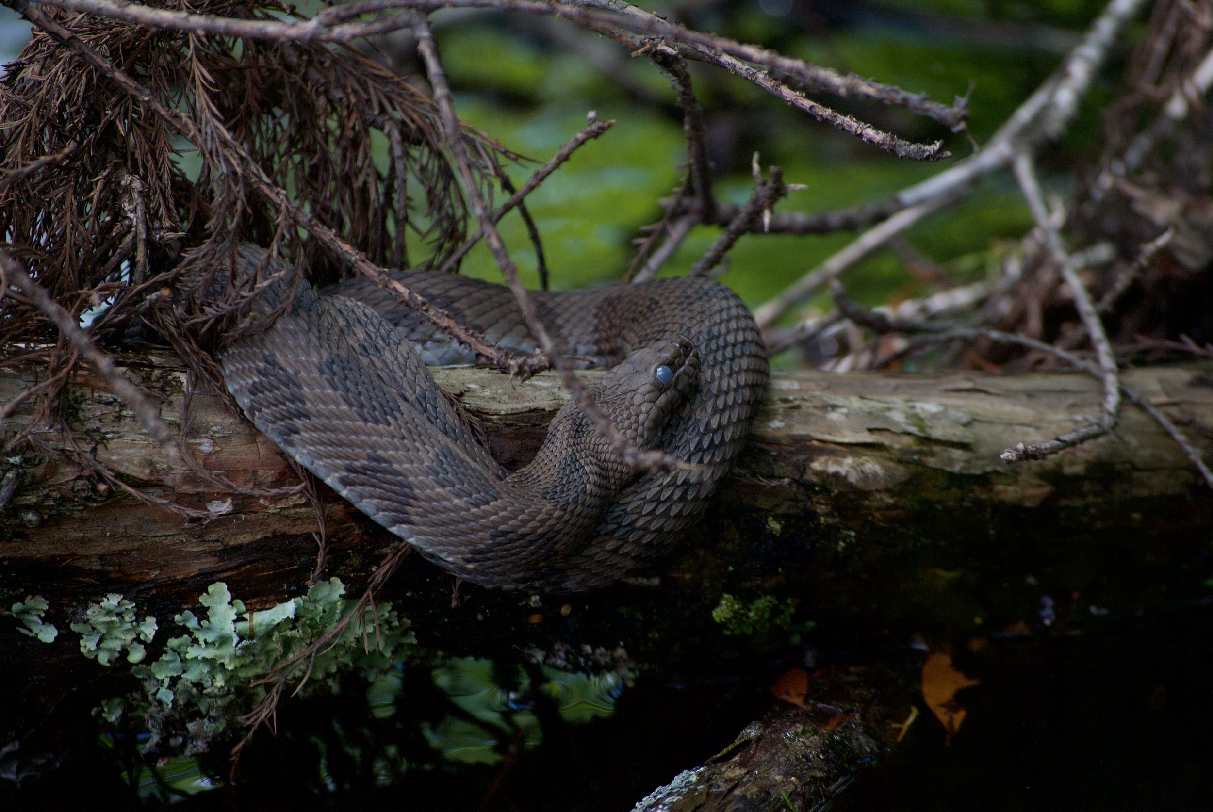 Northern Water Snake
Tulls Creek, North Carolina