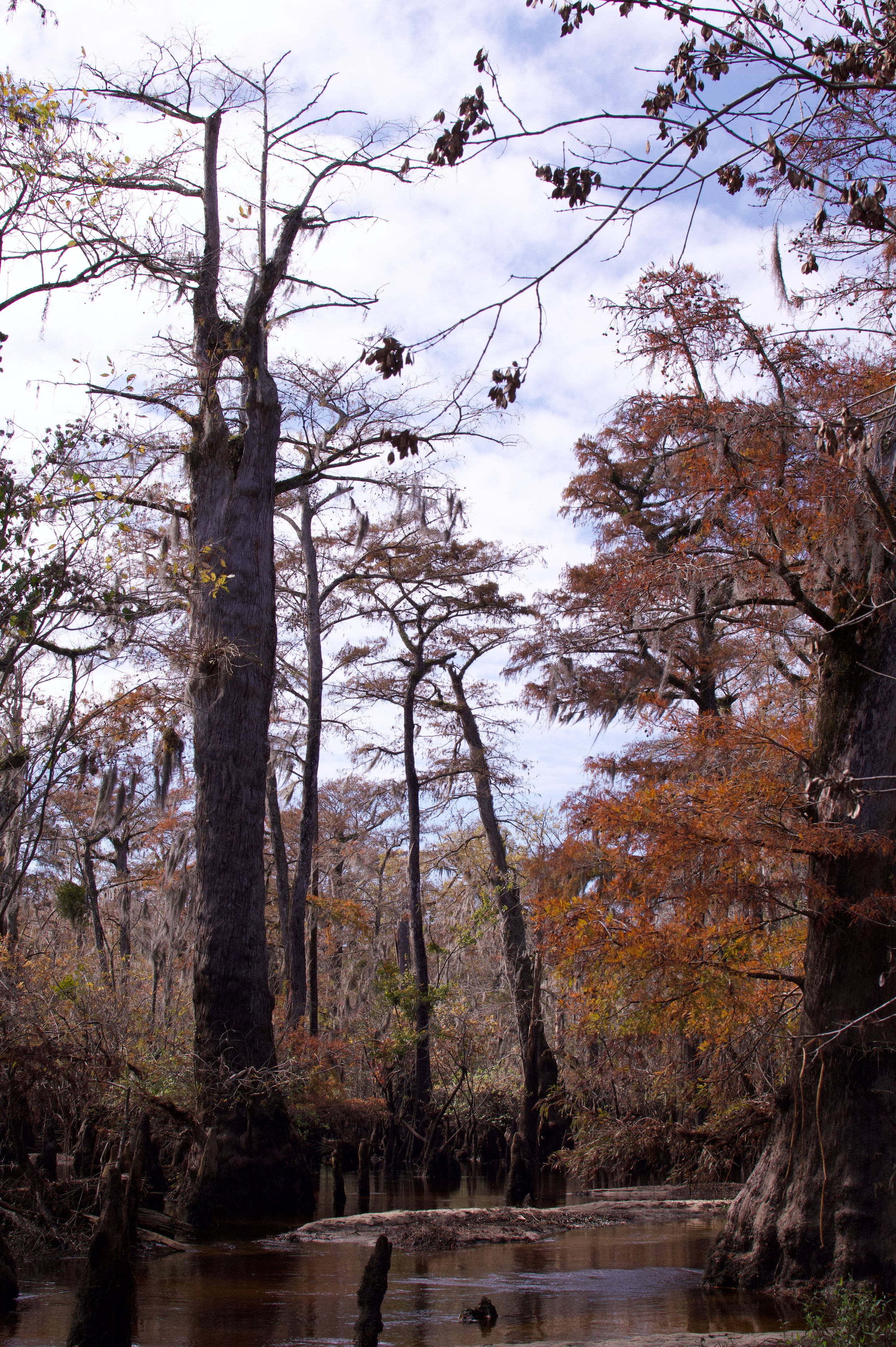 BLK 227, 5th Oldest Tree
Black River, North Carolina