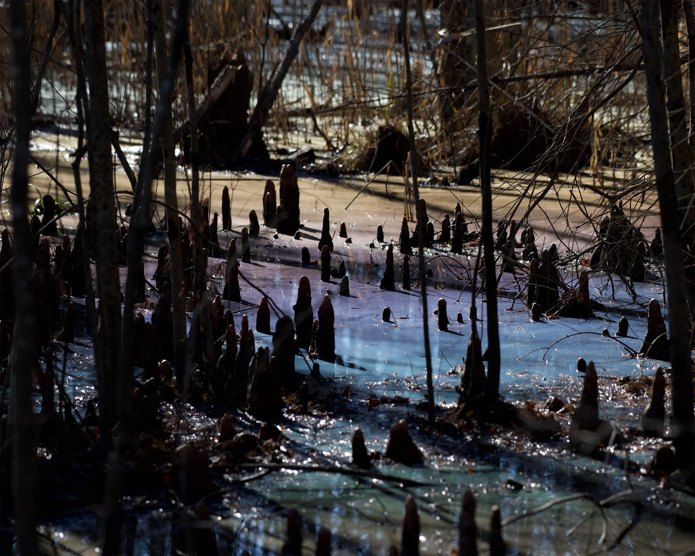 Mystic Swamp
Dismal Swamp Wildlife Refuge, Virginia