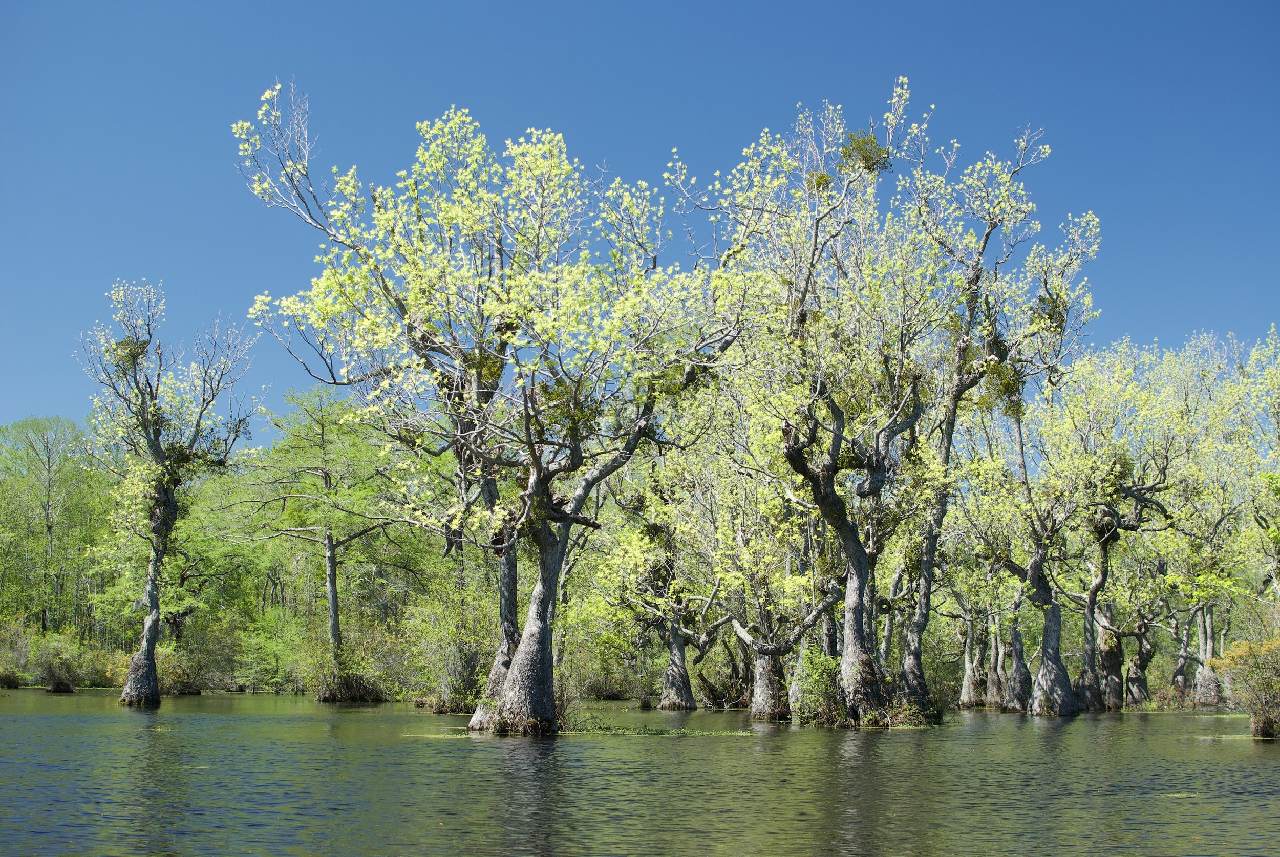 Spring Colors on the Millpond
Gates County, North Carolina