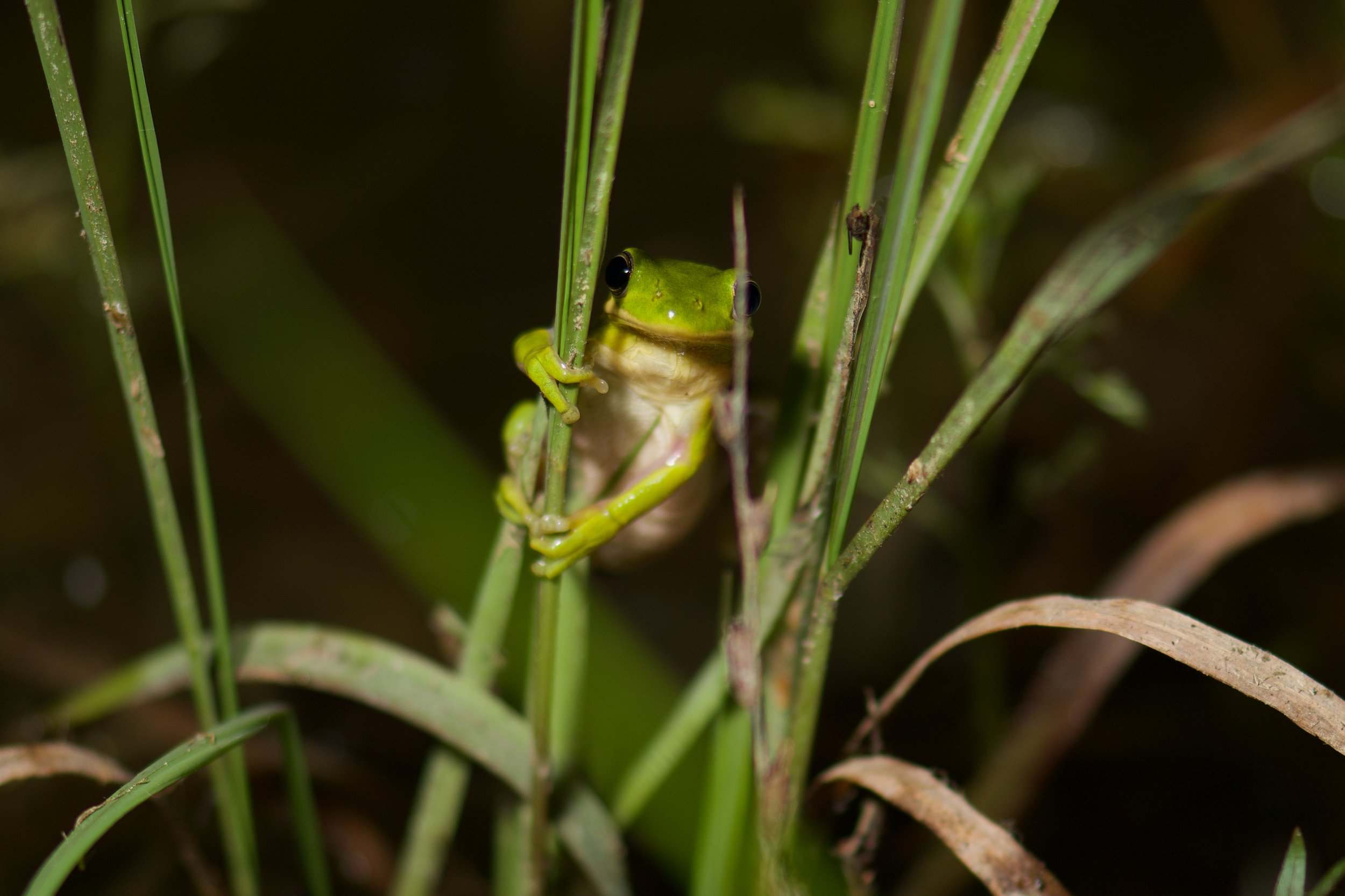 DSC_9111.jpg