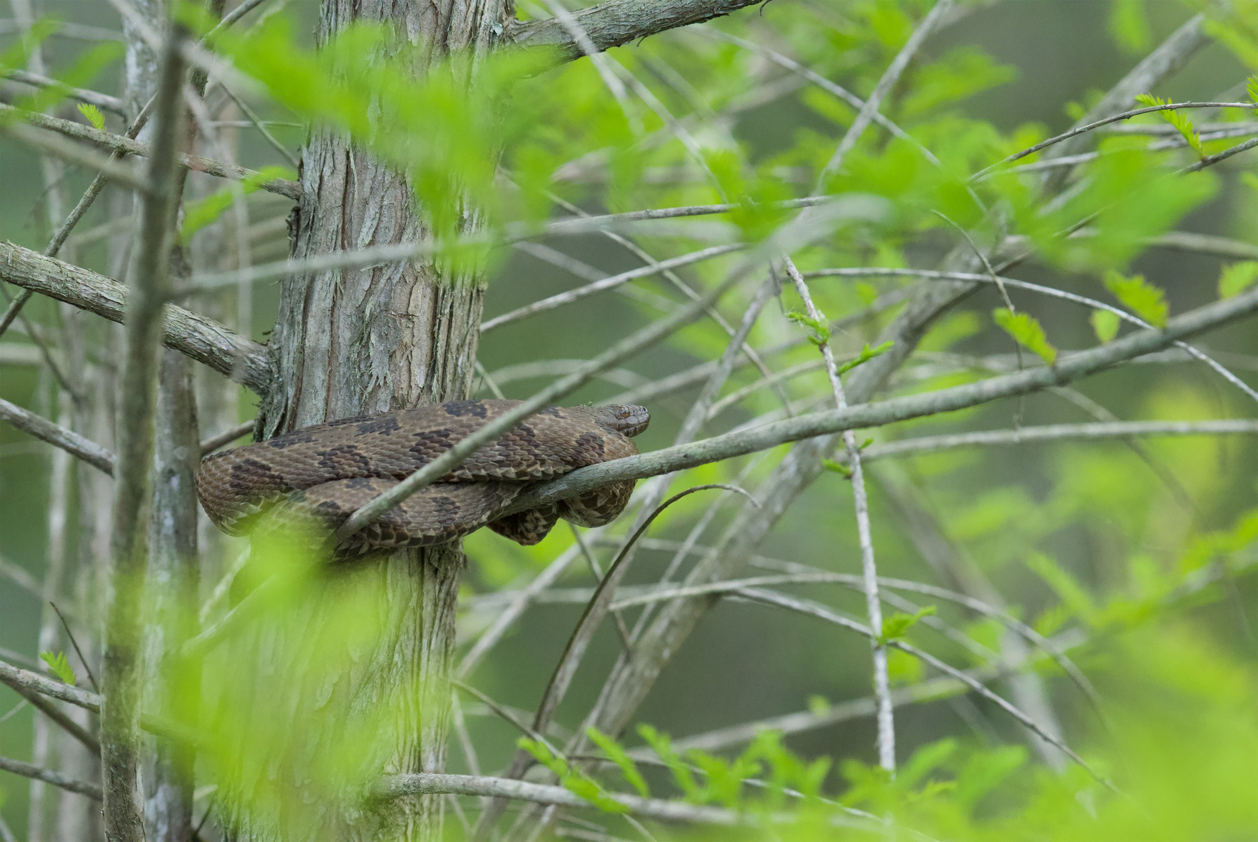 Brown Water Snake
Merchant's Millpond. North Carolina