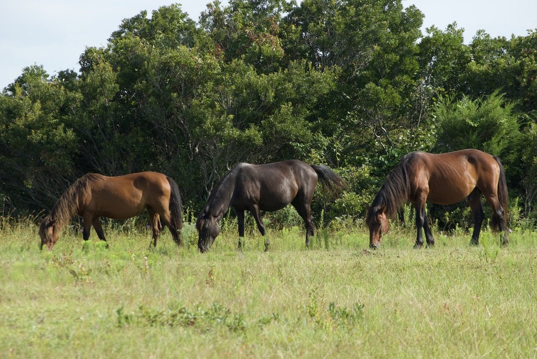 Wild Horses
Corolla, North Carolina