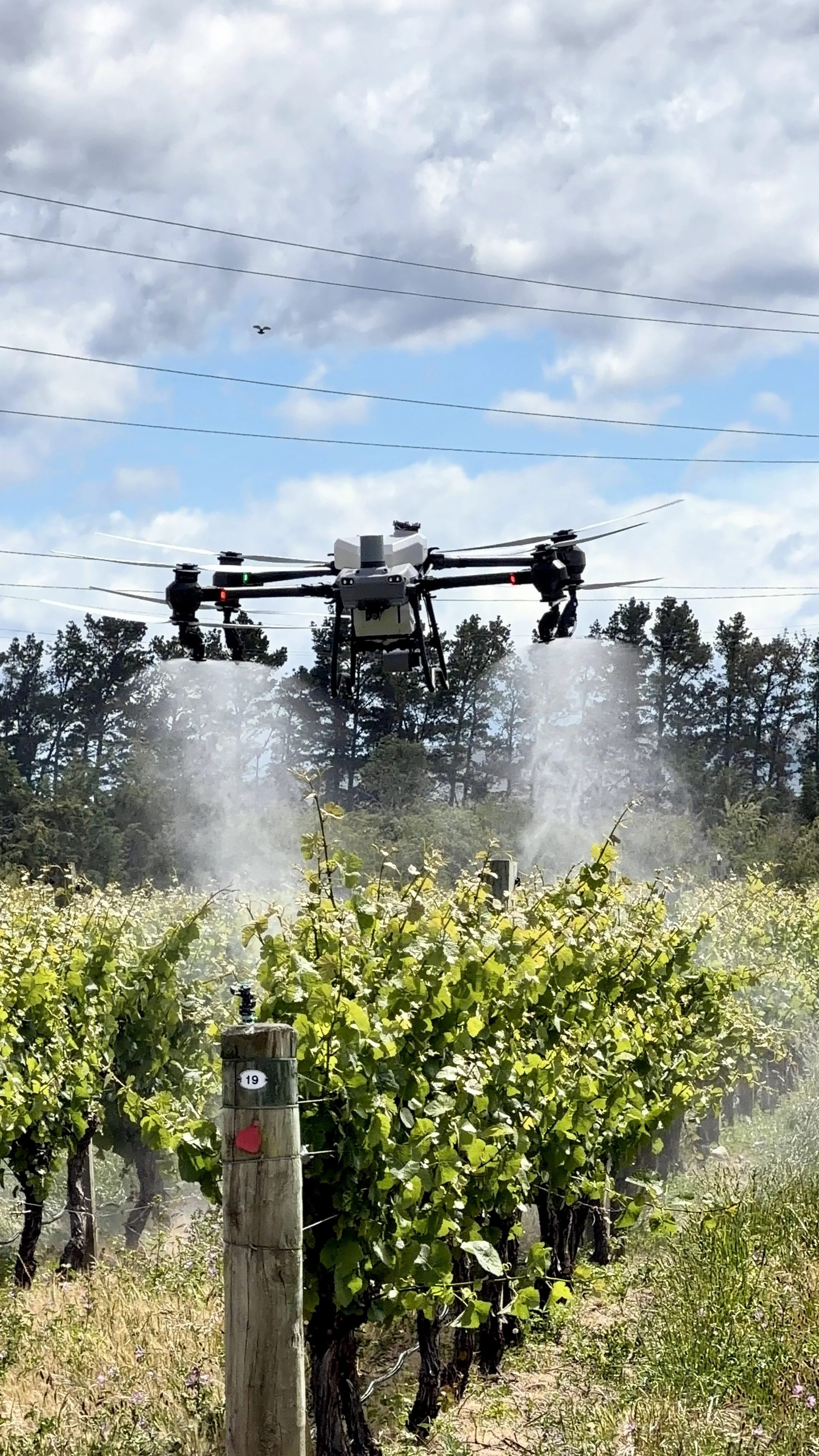 A drone flying over a vineyard with rows of grapevines under a clear blue sky.
