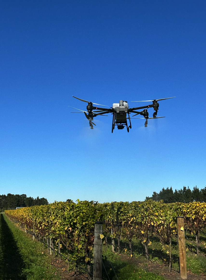 A drone flying over a vineyard with rows of grapevines under a clear blue sky.