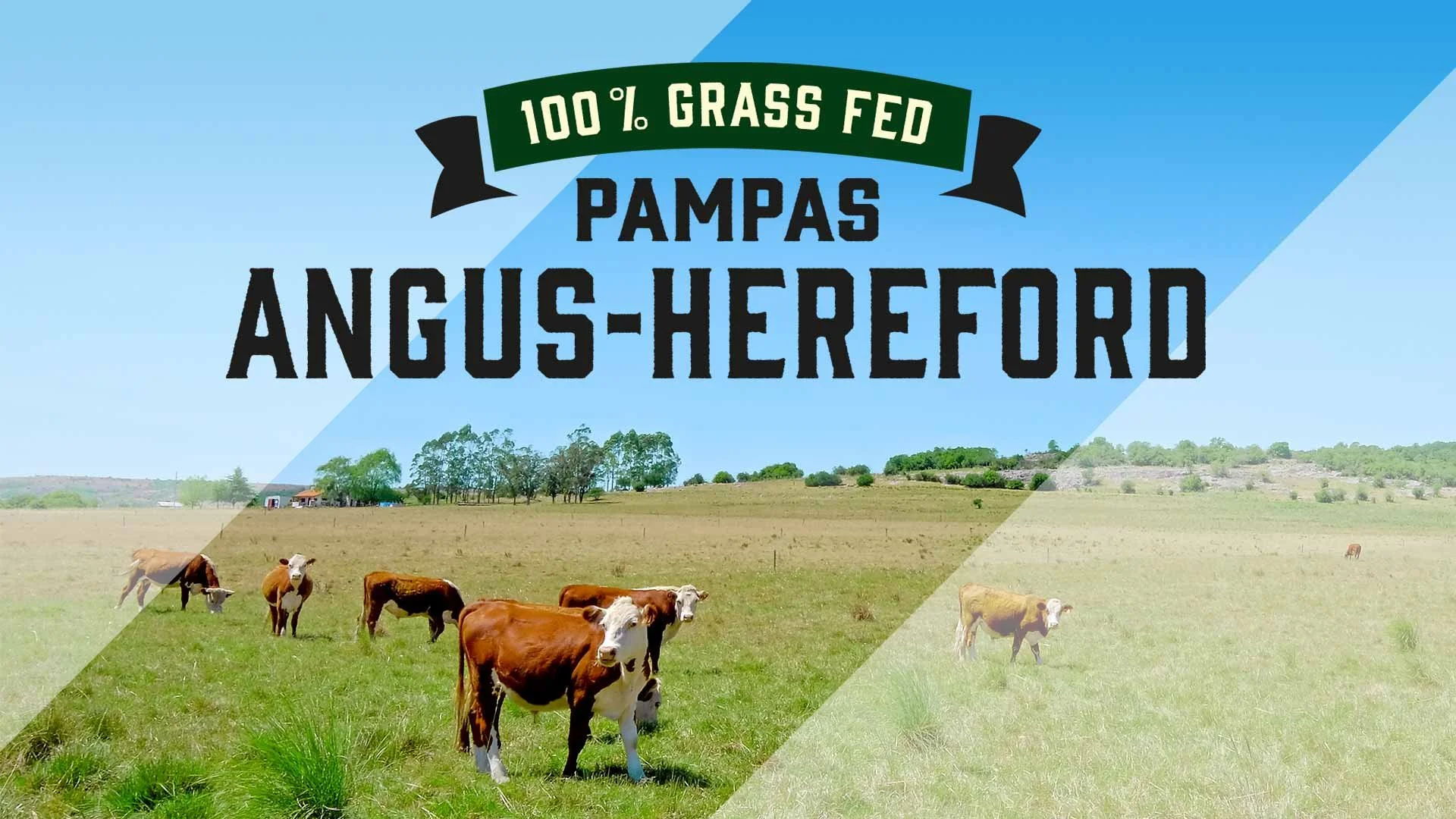 0_rema_pampas_biff_1920x1080.jpg