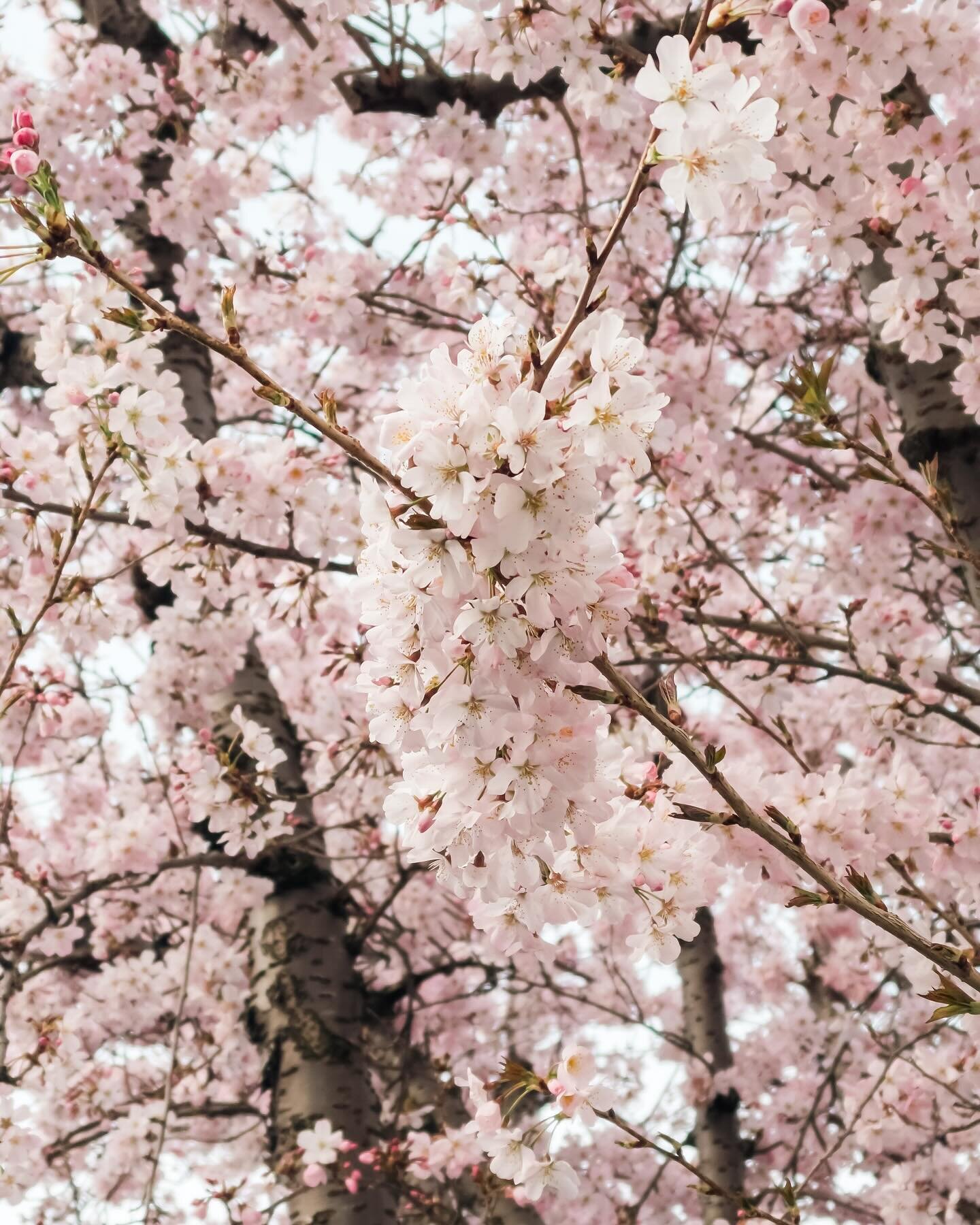 i&rsquo;ve been meaning to take my camera out for a walk during the day when the sun was out today, to capture the cherry blossoms. but work got in the way and i ended up being glued to my tiny laptop screen all day. met a tight deadline at work toda