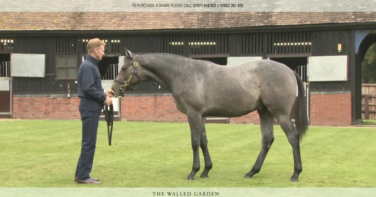 Yearling Parade 2020