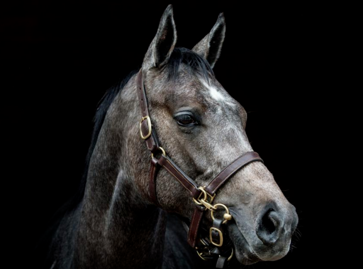 Tyson Racecourse Gallop Newbury - April 2021  