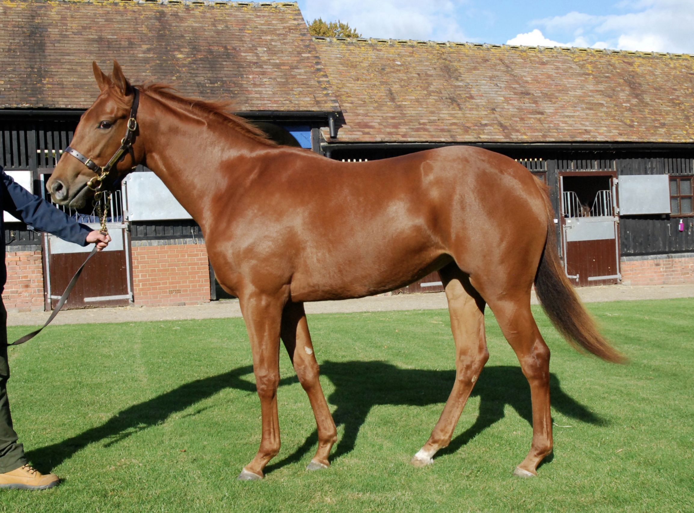 Purchasing Profitable at Tattersalls 