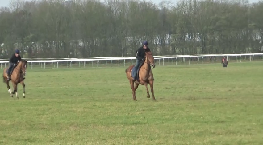 Ammolite on the gallops