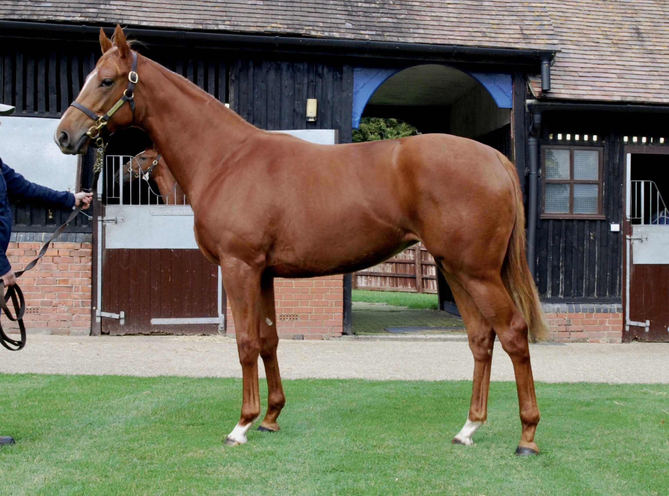 The Yearling Parade 