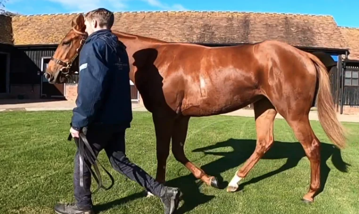 Purchasing Mastercraftsman ex Il Palazzo - Chestnut Filly