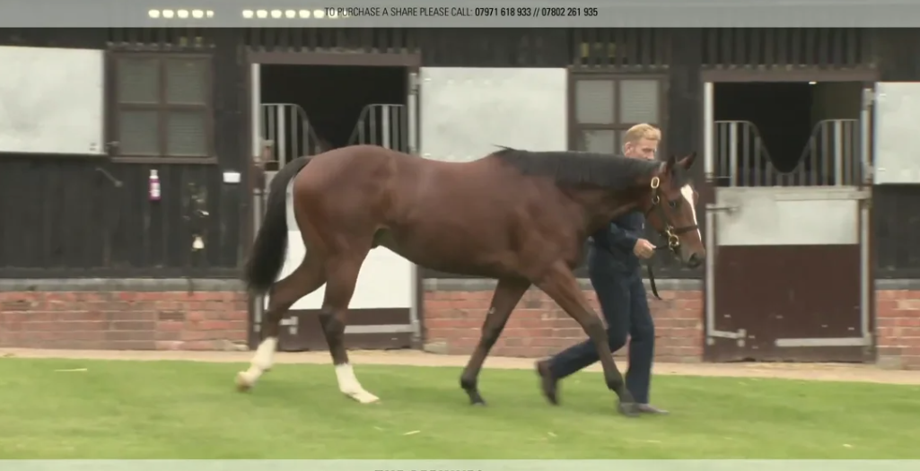 Yearling Parade 2020
