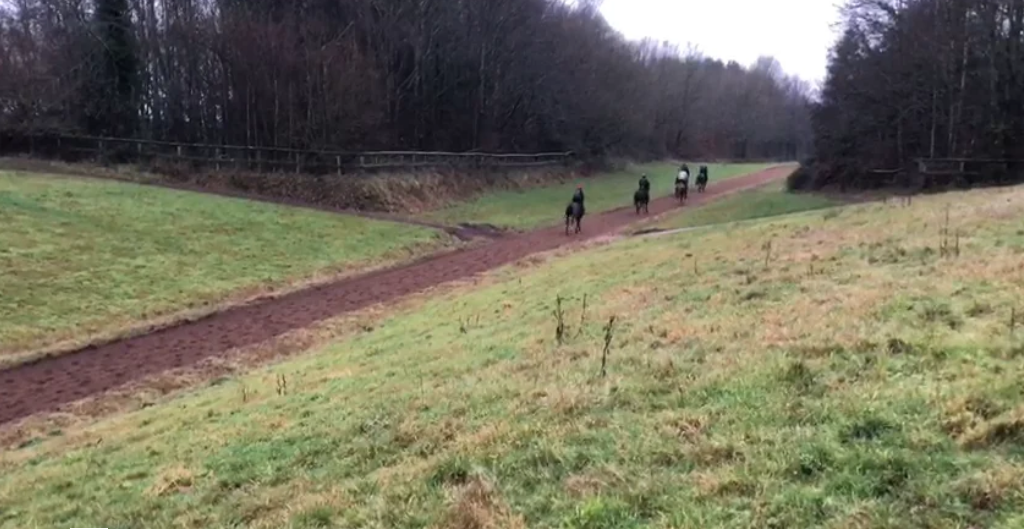Botanist on the gallops 