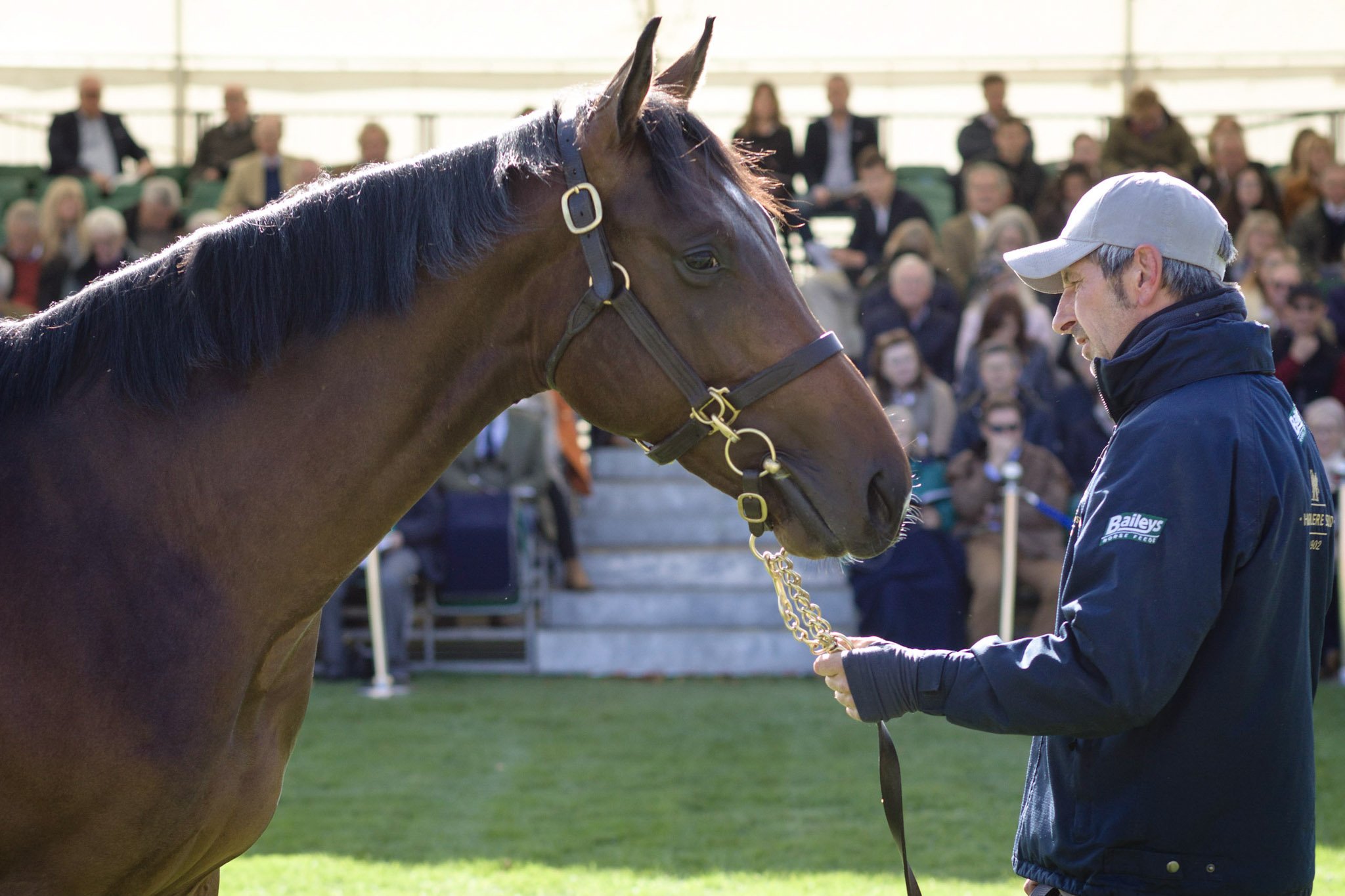 240-A4-Dan_Stevens_photo_yearling_parade_22-1729.jpg