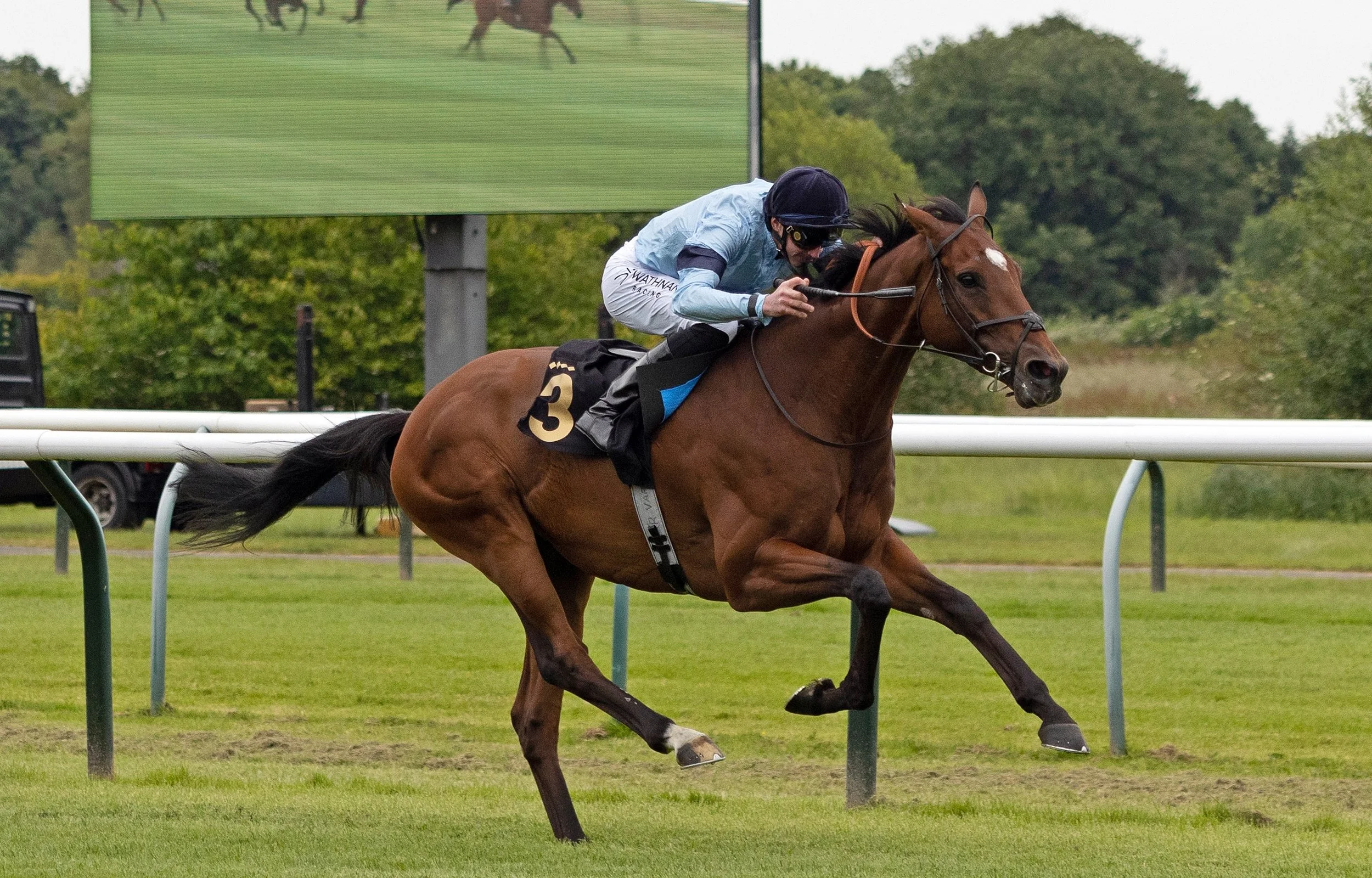 Horses in training - Older Horses — Highclere Thoroughbred Racing