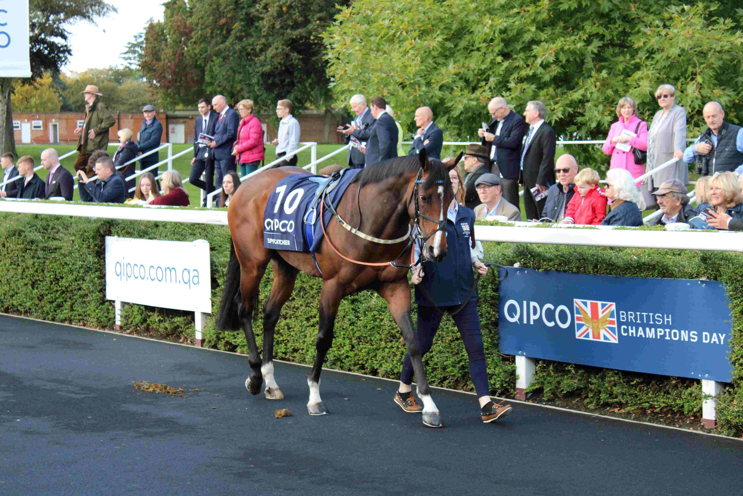 Spycatcher in the Ascot parade ring