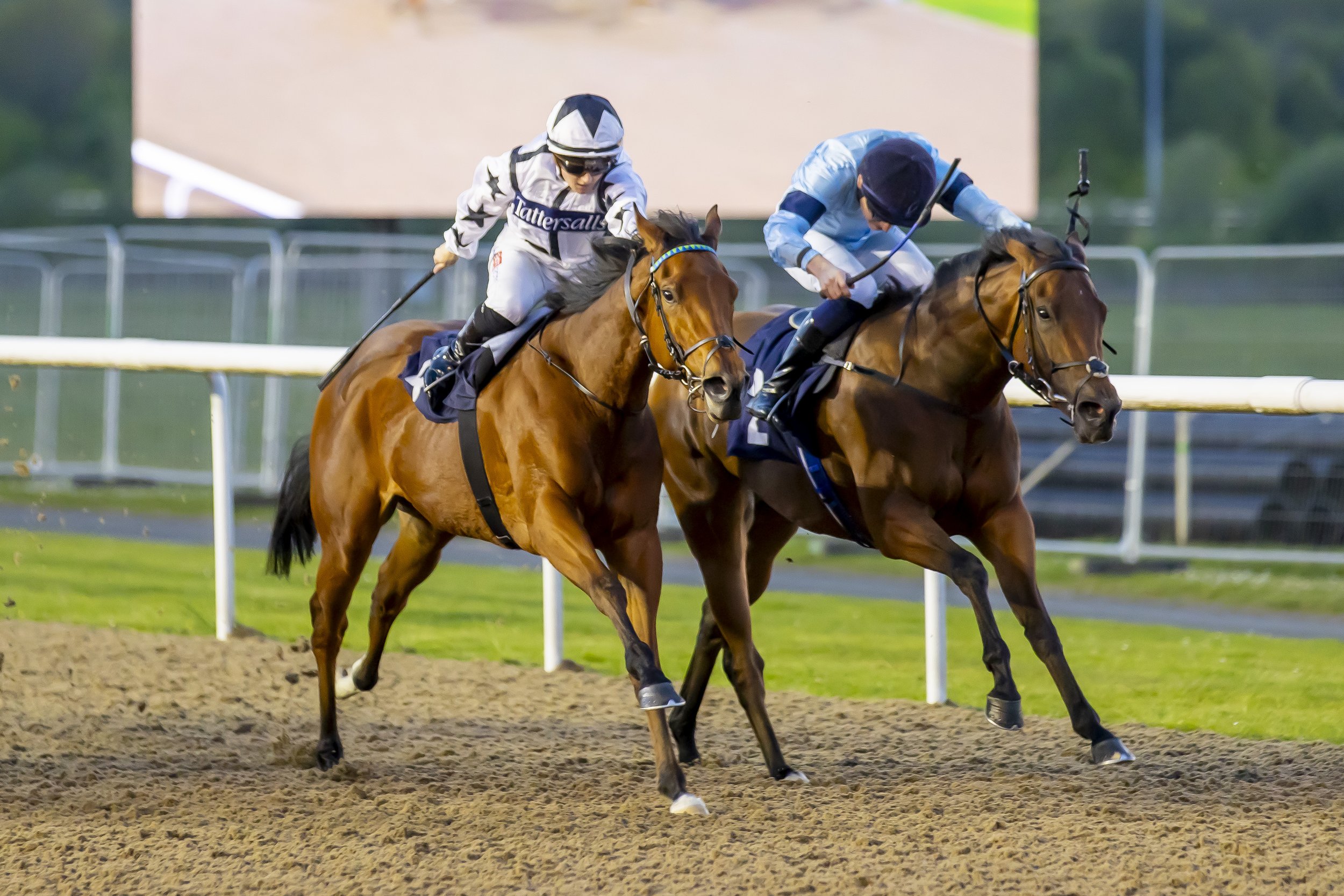 Nightbird winning at Wolverhampton 29.04.25