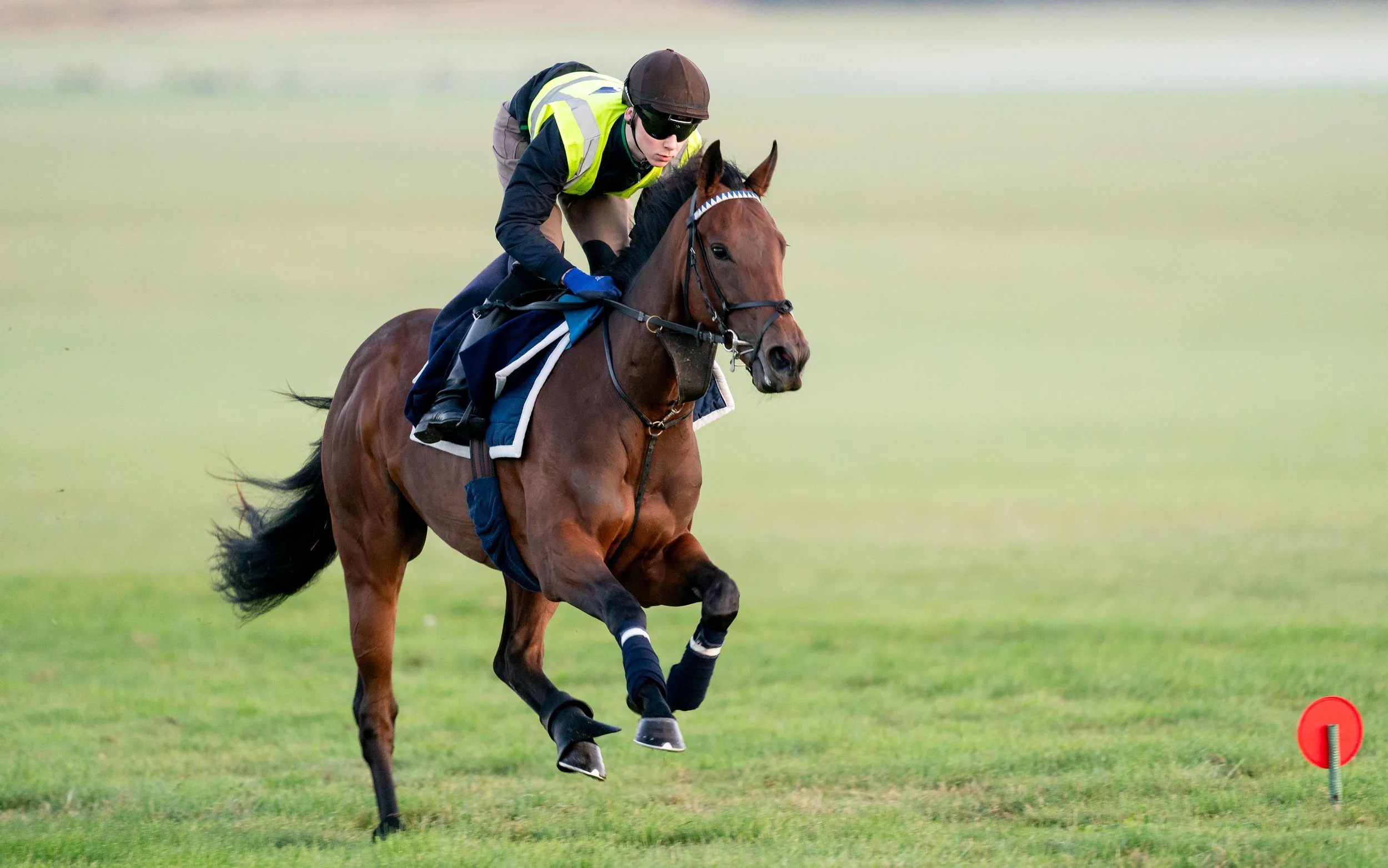 HORSE IN FOCUS
