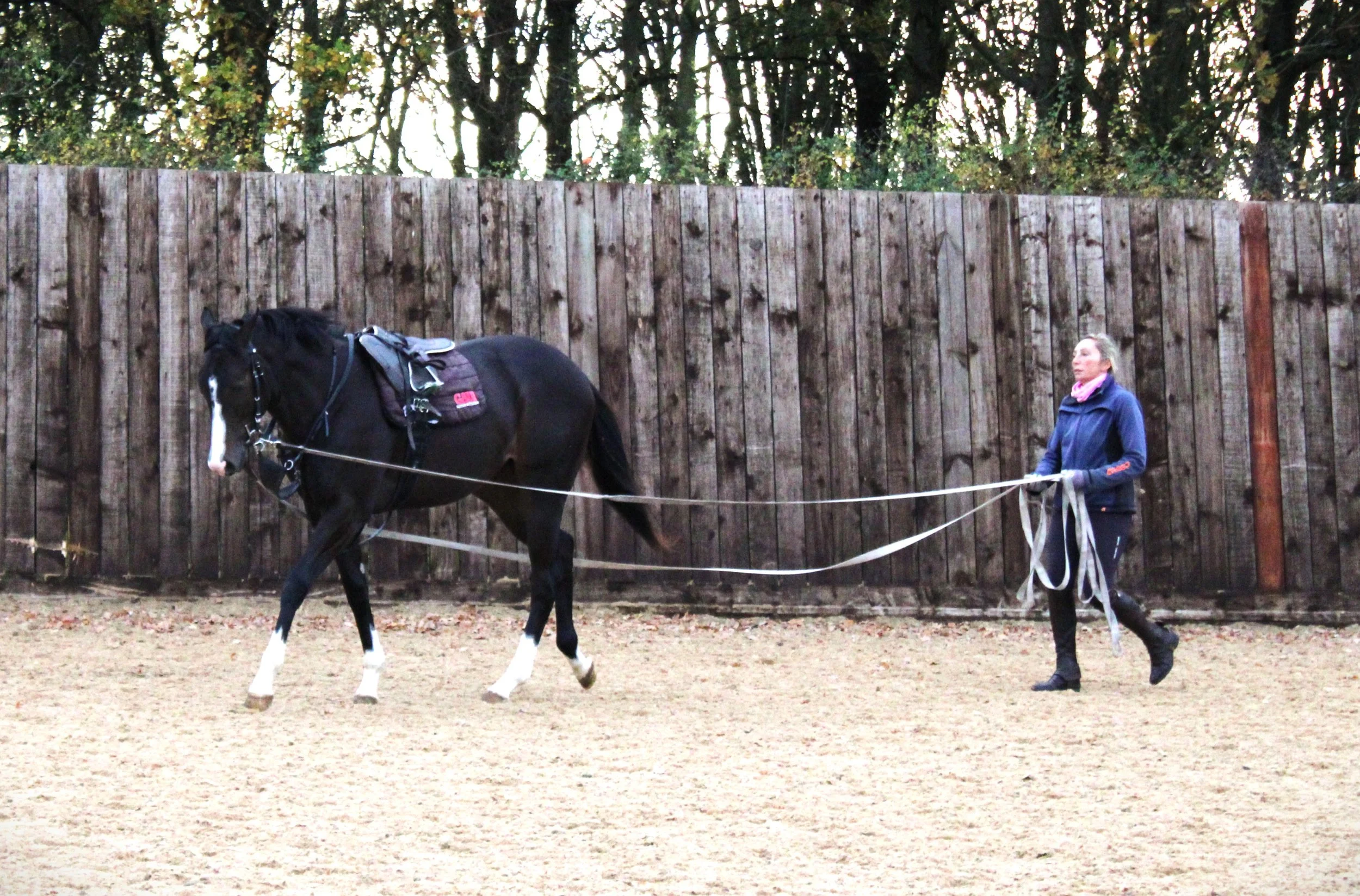 Mehmas x Wannacry filly moving well on the long rein