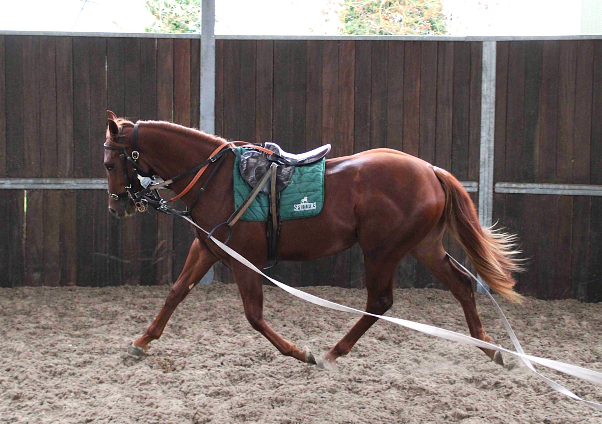 Sioux Nation colt striding out beautifully on the long rein