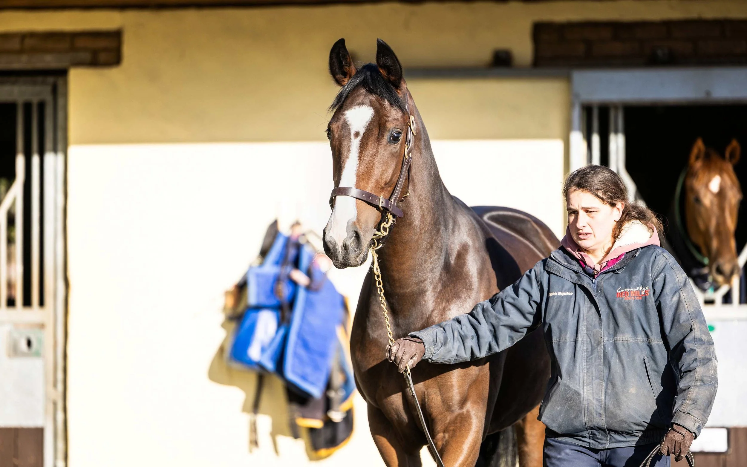 Stunning Kameko filly being shwon in hand