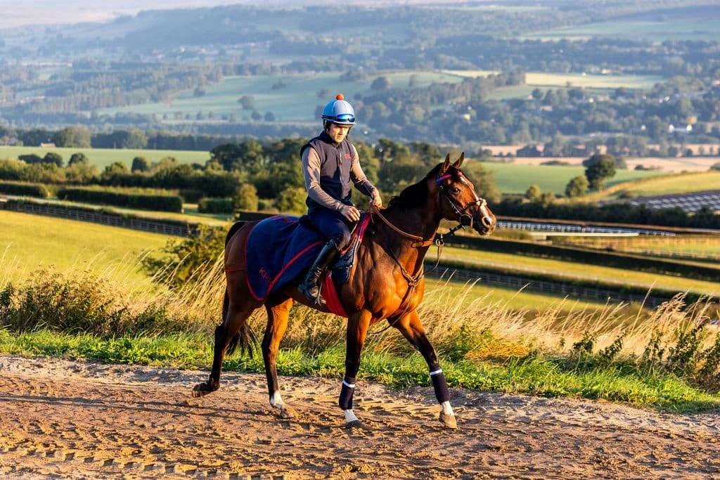 Spycatcher walking 28.08.24.jpeg