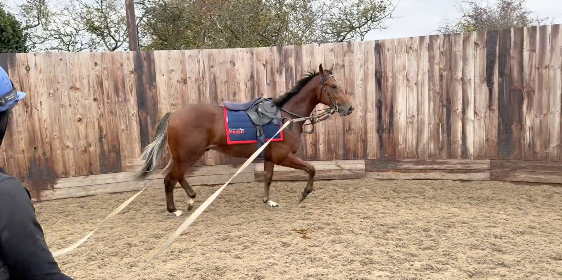 The stravinsky Syndicate - update 13.11.25 