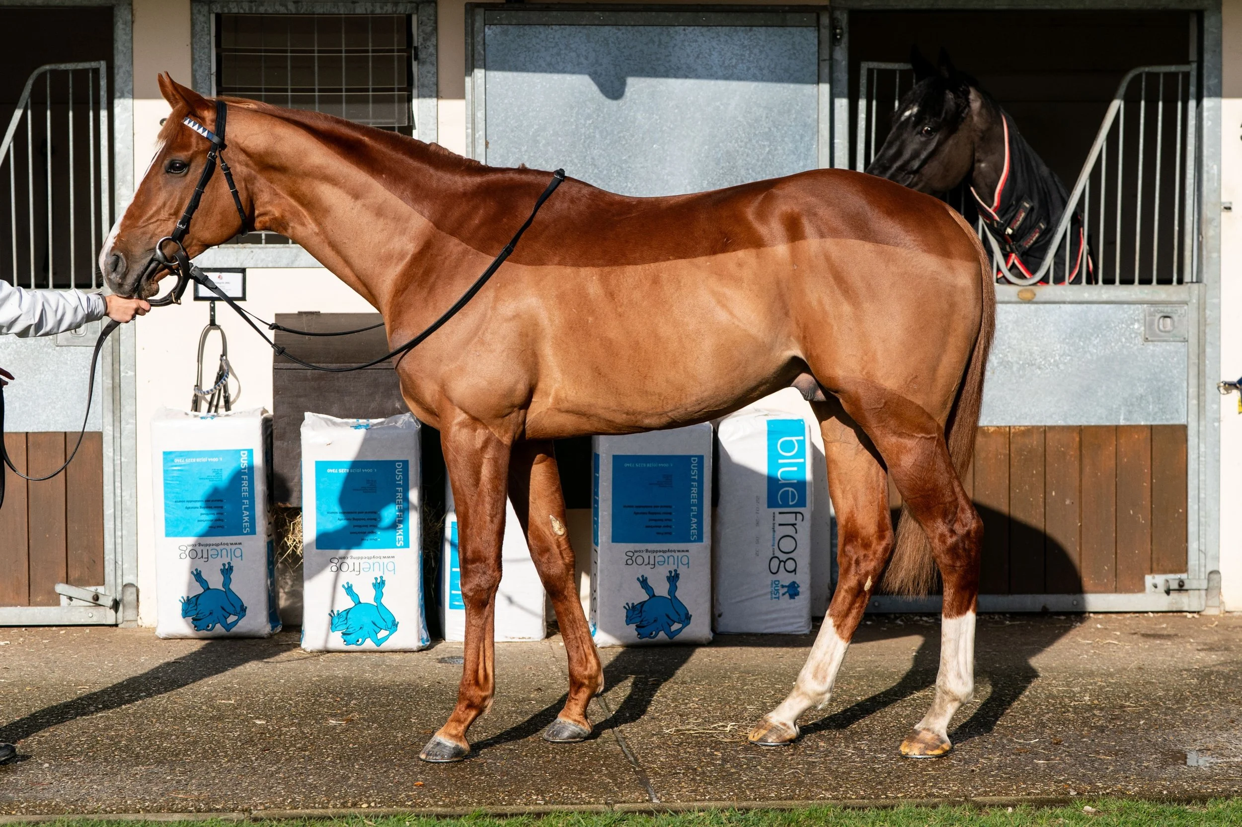 The zatsgood syndicate