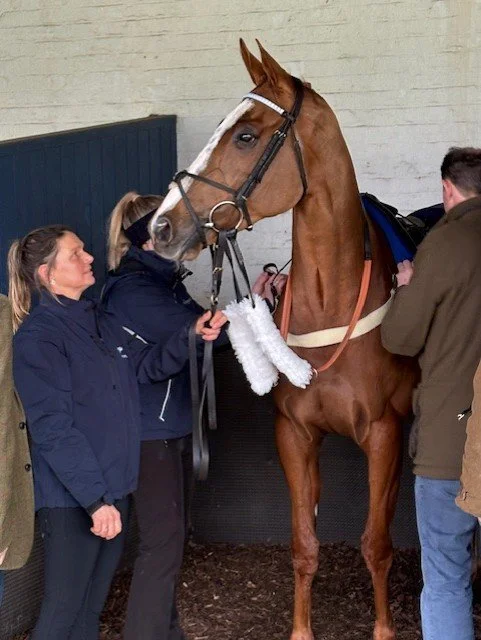 Followcato looking calm being saddled up