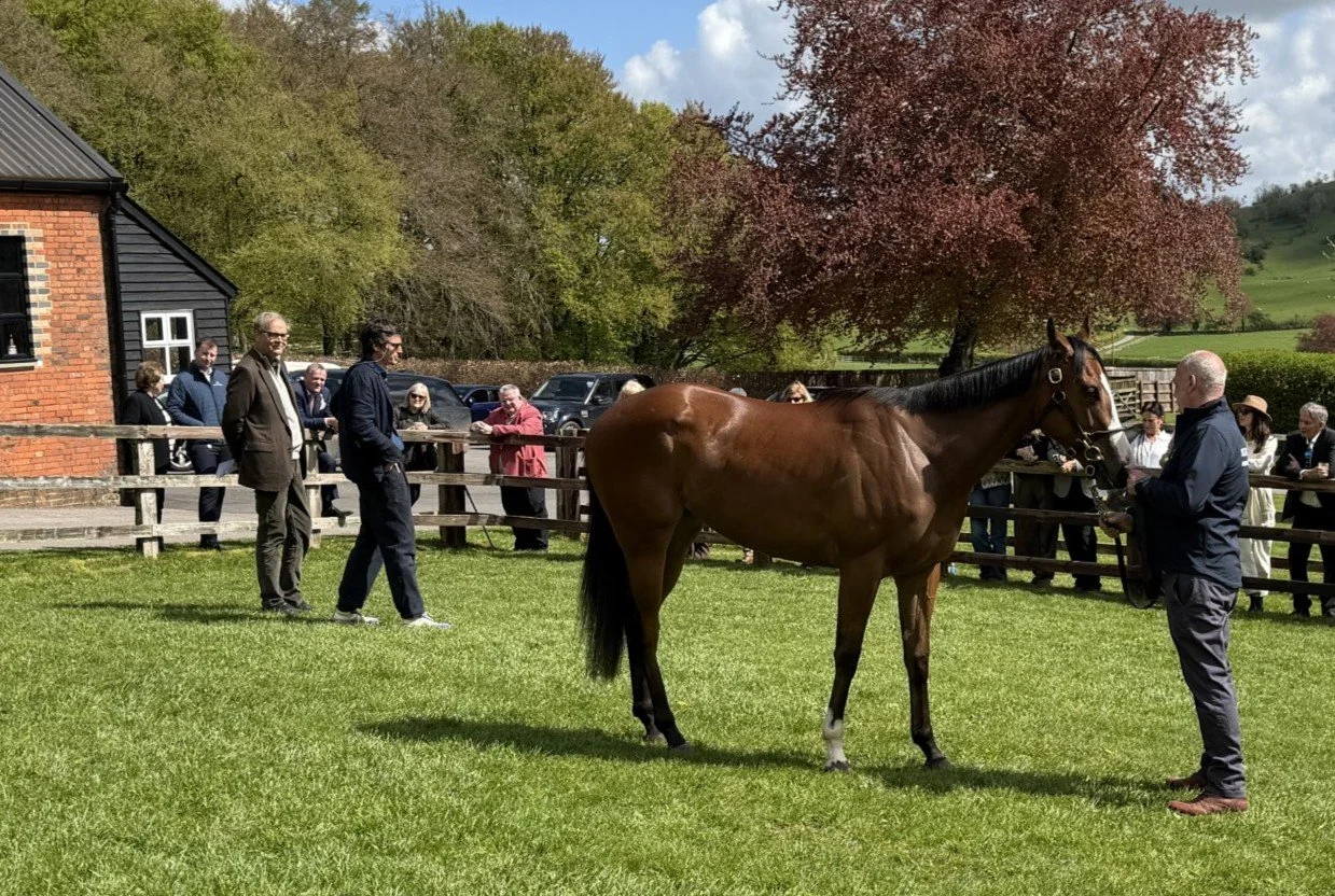 Blue Point filly - Breeze up - parade photo.jpg