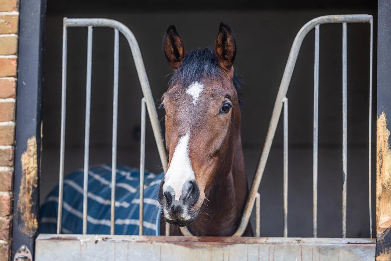 Topaz at home West Ilsley Stables