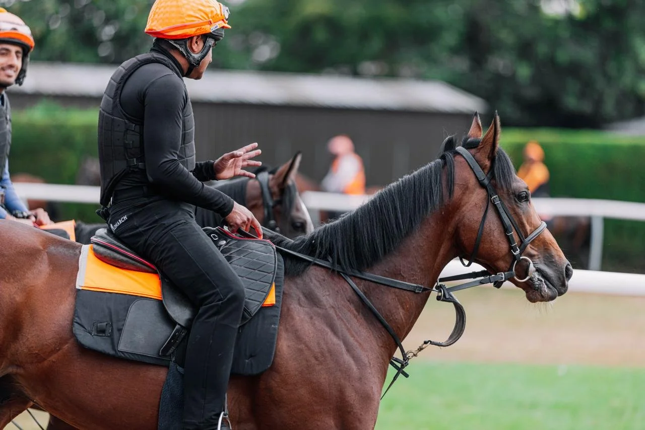 Horse In Focus