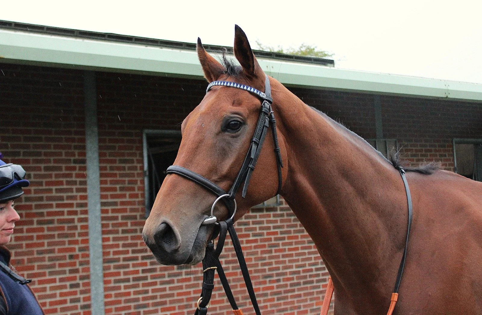 HORSE IN FOCUS