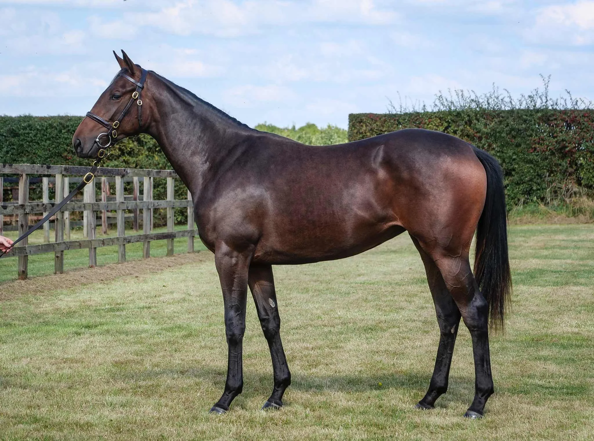 1087 - Sea The Moon x Folk Song (conformation).jpg