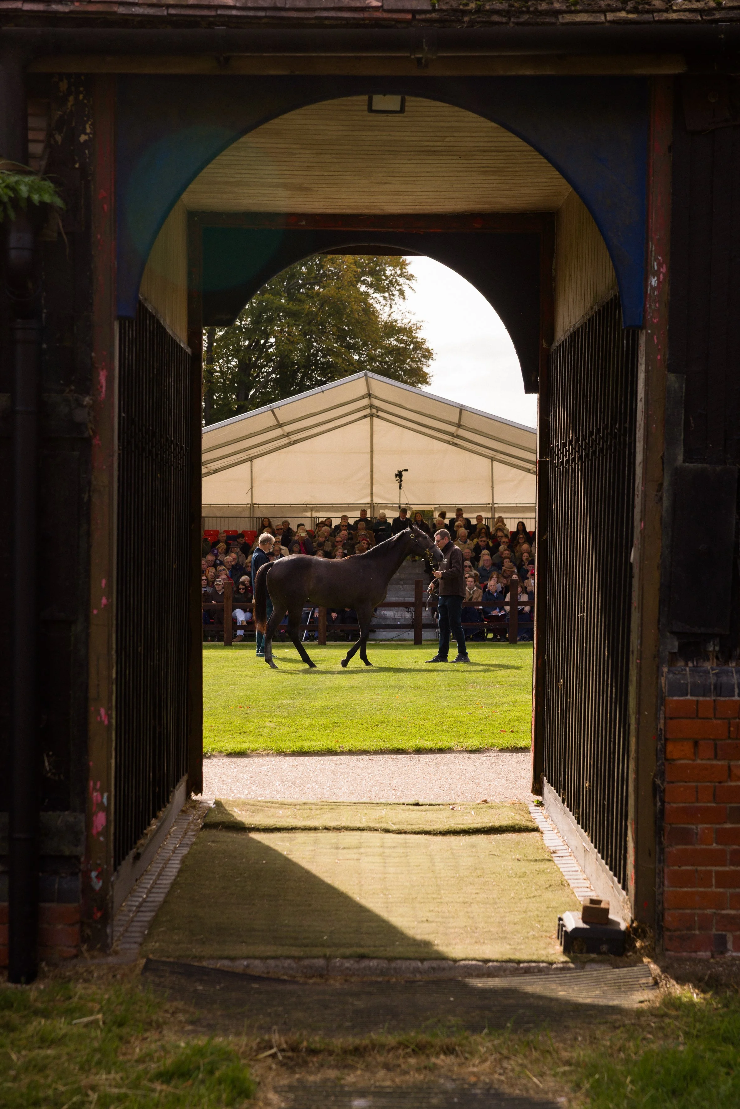 Yearling_Parade_Dan_Stevens_photo-261018-423.jpg