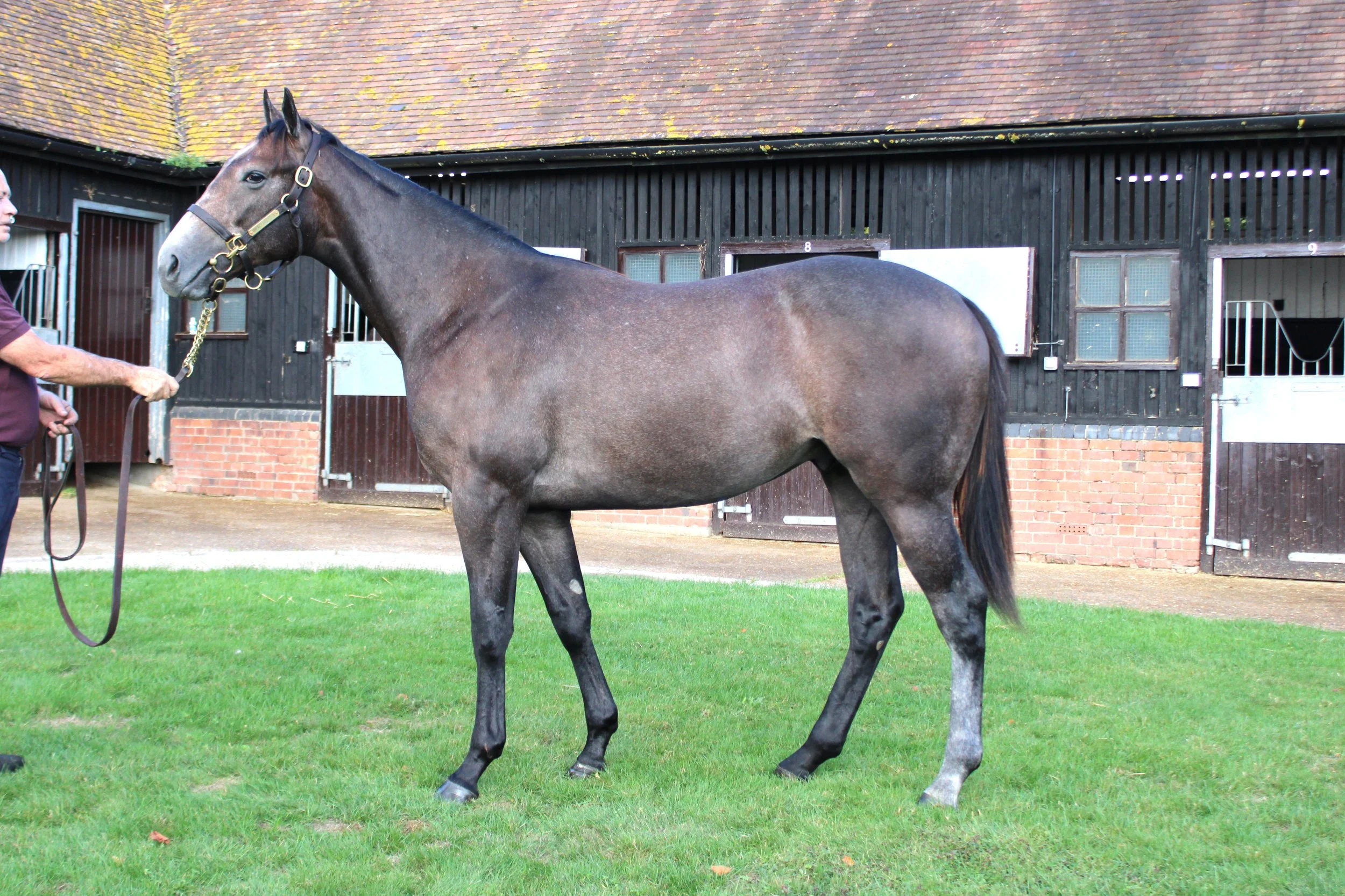 the daphne du maurier syndicate — Highclere Thoroughbred Racing